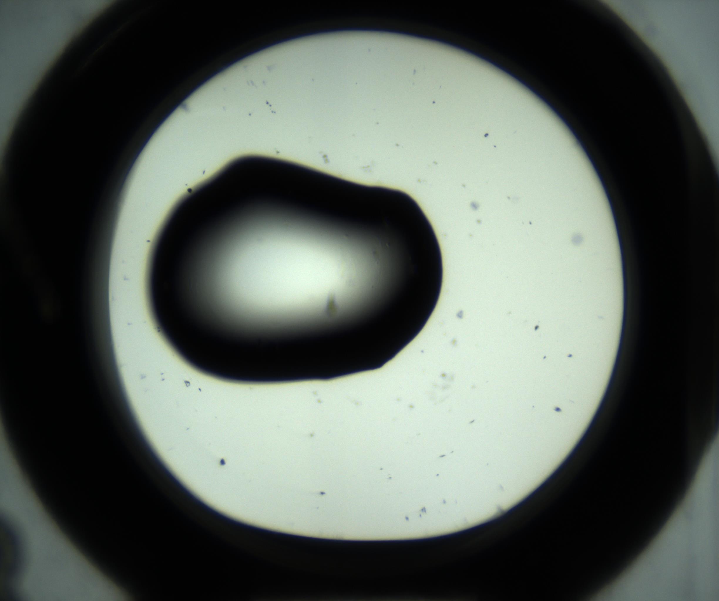 RI01_03_000_0212_Proj1_Clon1_MC_0000MC102880_001_161021_08_01_01_00_98_002_001_RAI.jpg
