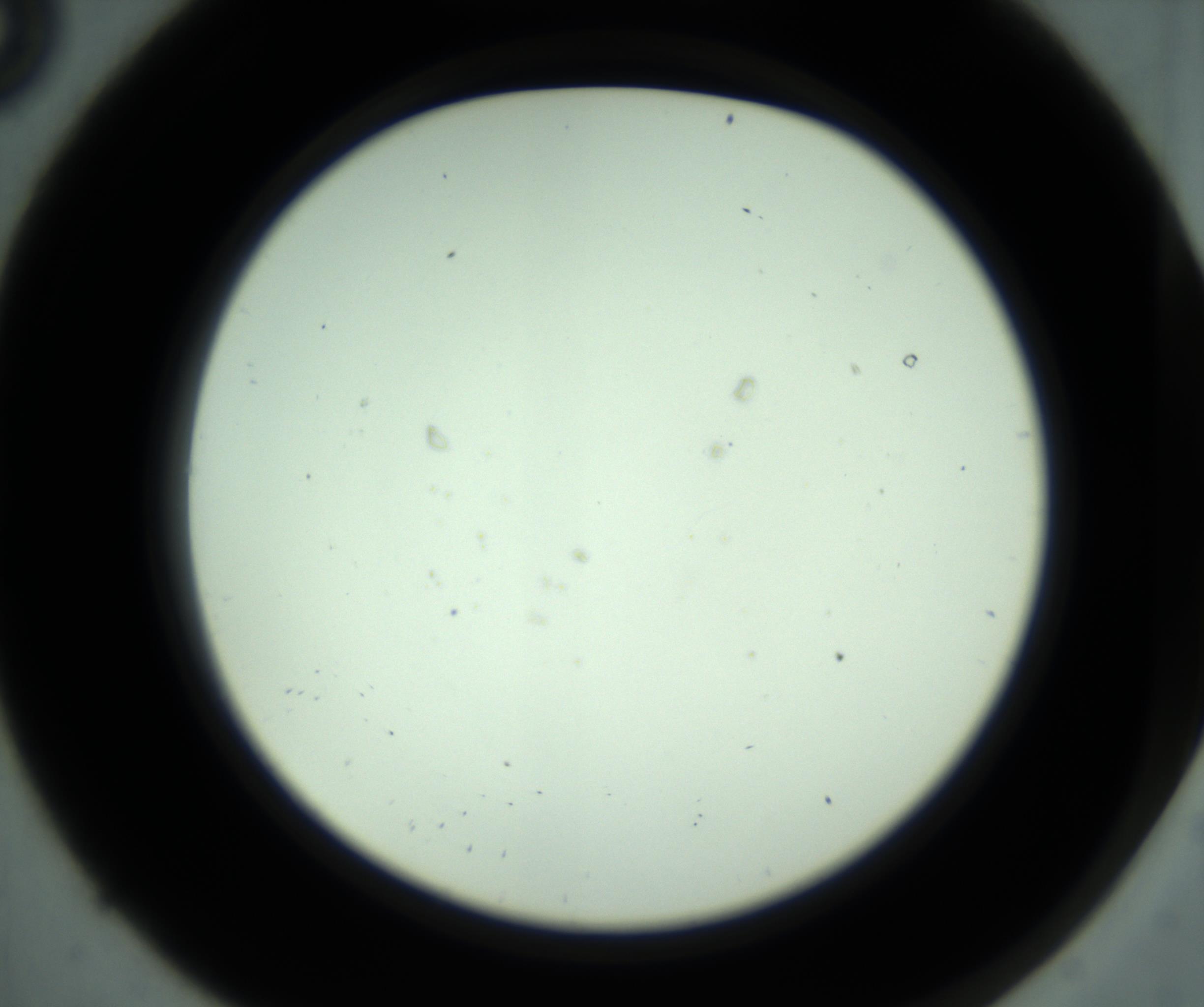RI01_03_000_0212_Proj1_Clon1_MC_0000MC102880_001_161021_08_01_02_00_98_002_001_RAI.jpg