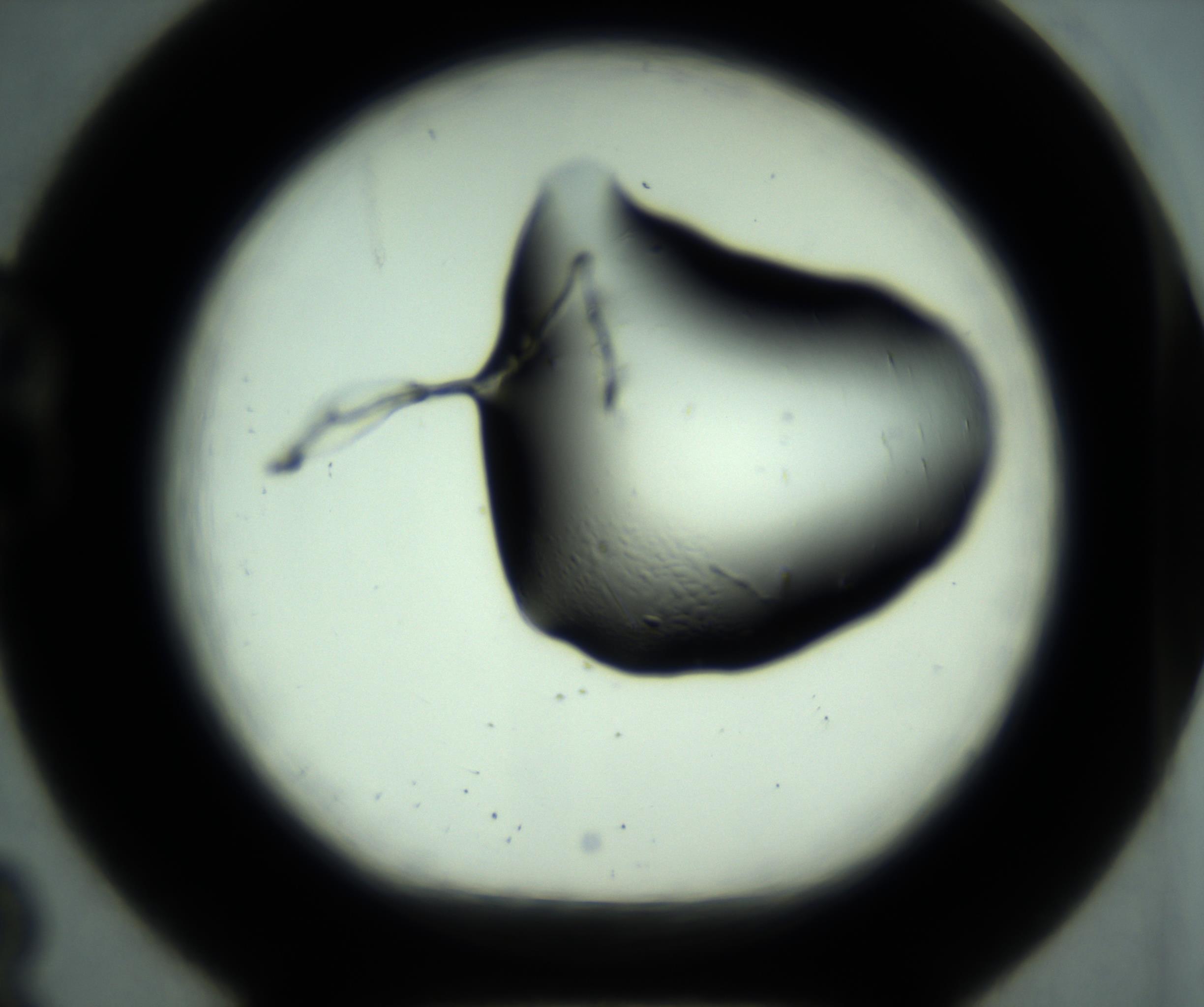 RI01_03_000_0212_Proj1_Clon1_MC_0000MC102880_001_161021_08_02_01_00_98_002_001_RAI.jpg