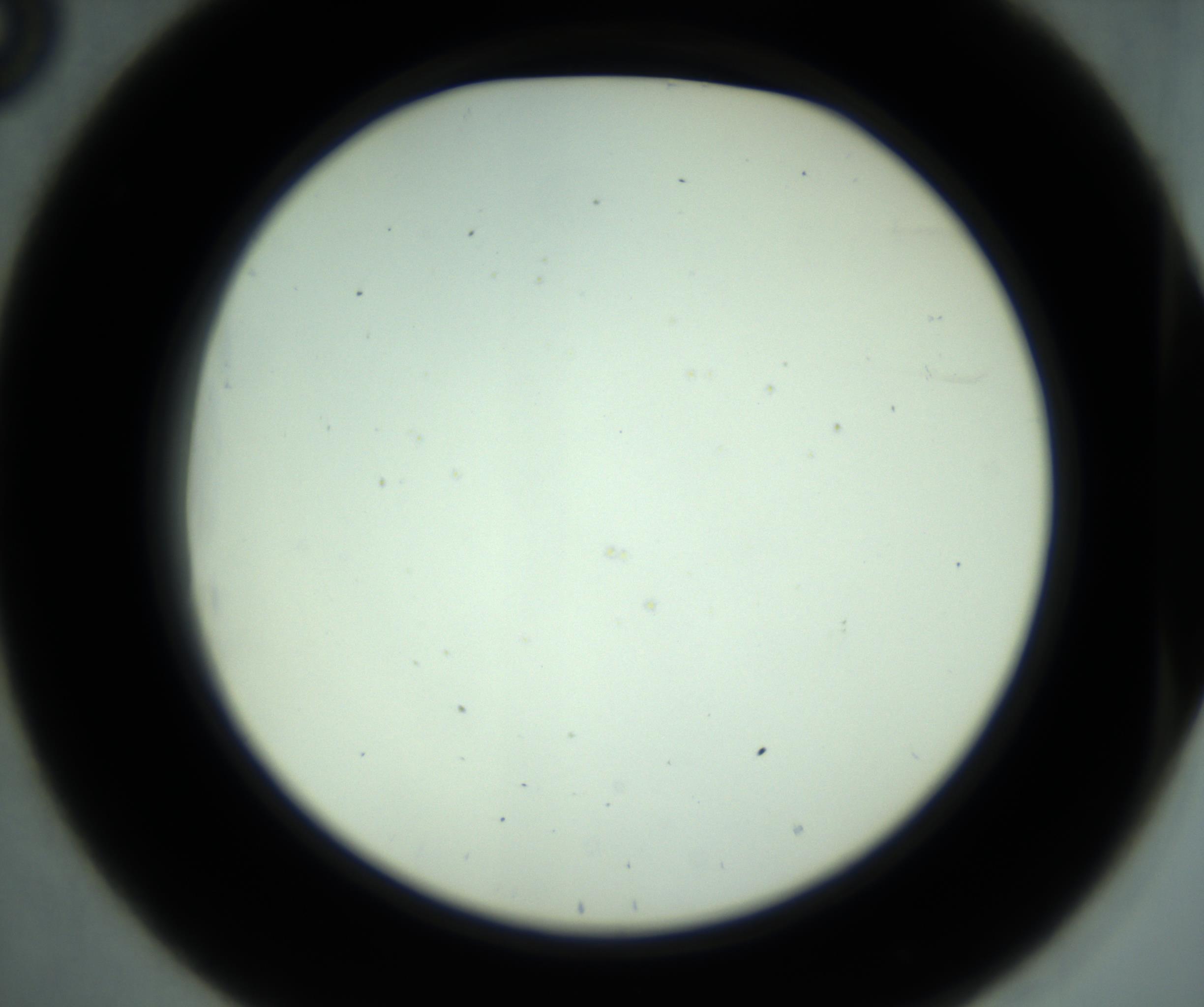 RI01_03_000_0212_Proj1_Clon1_MC_0000MC102880_001_161021_08_03_02_00_98_002_001_RAI.jpg