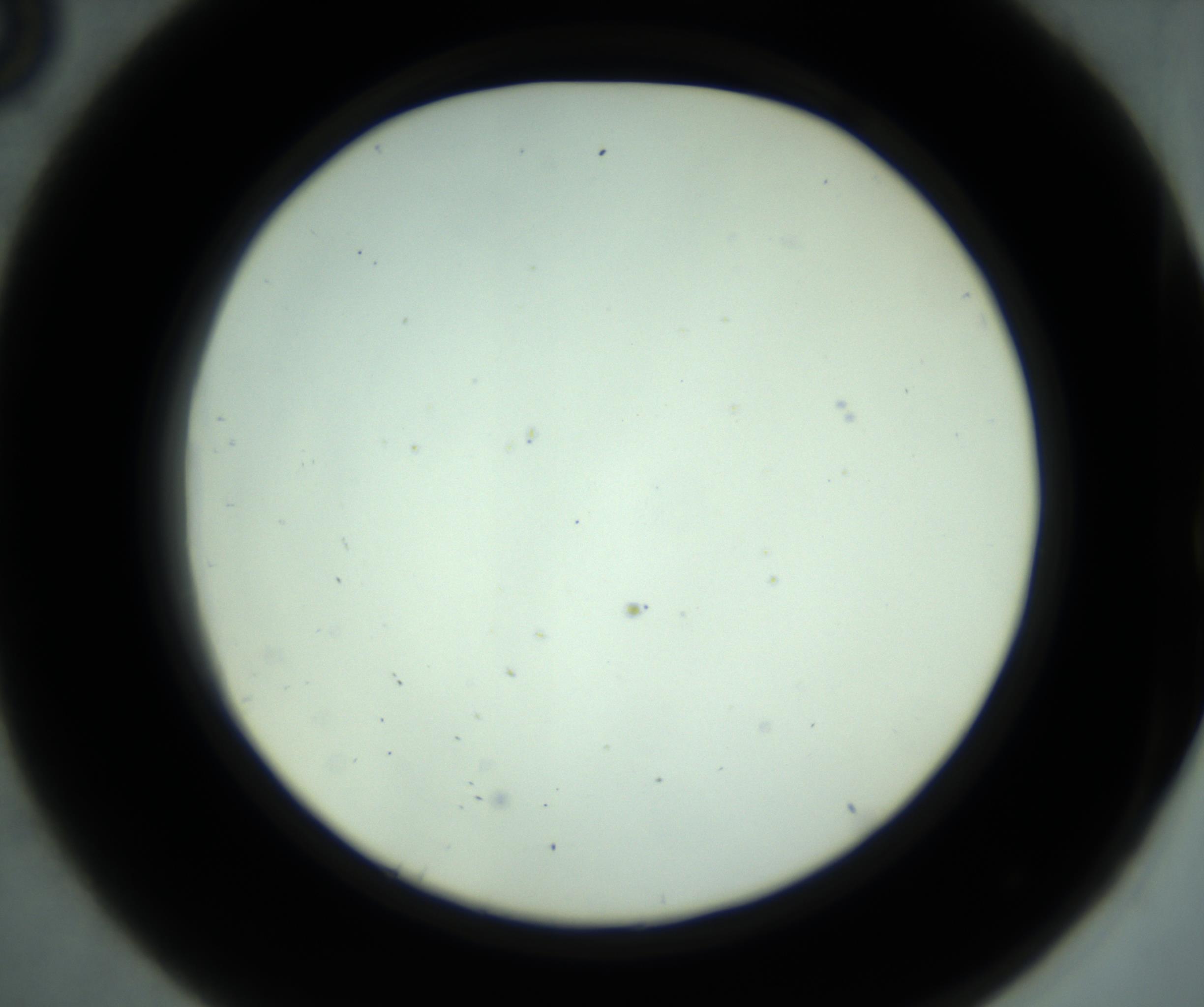 RI01_03_000_0212_Proj1_Clon1_MC_0000MC102880_001_161021_08_04_02_00_98_002_001_RAI.jpg