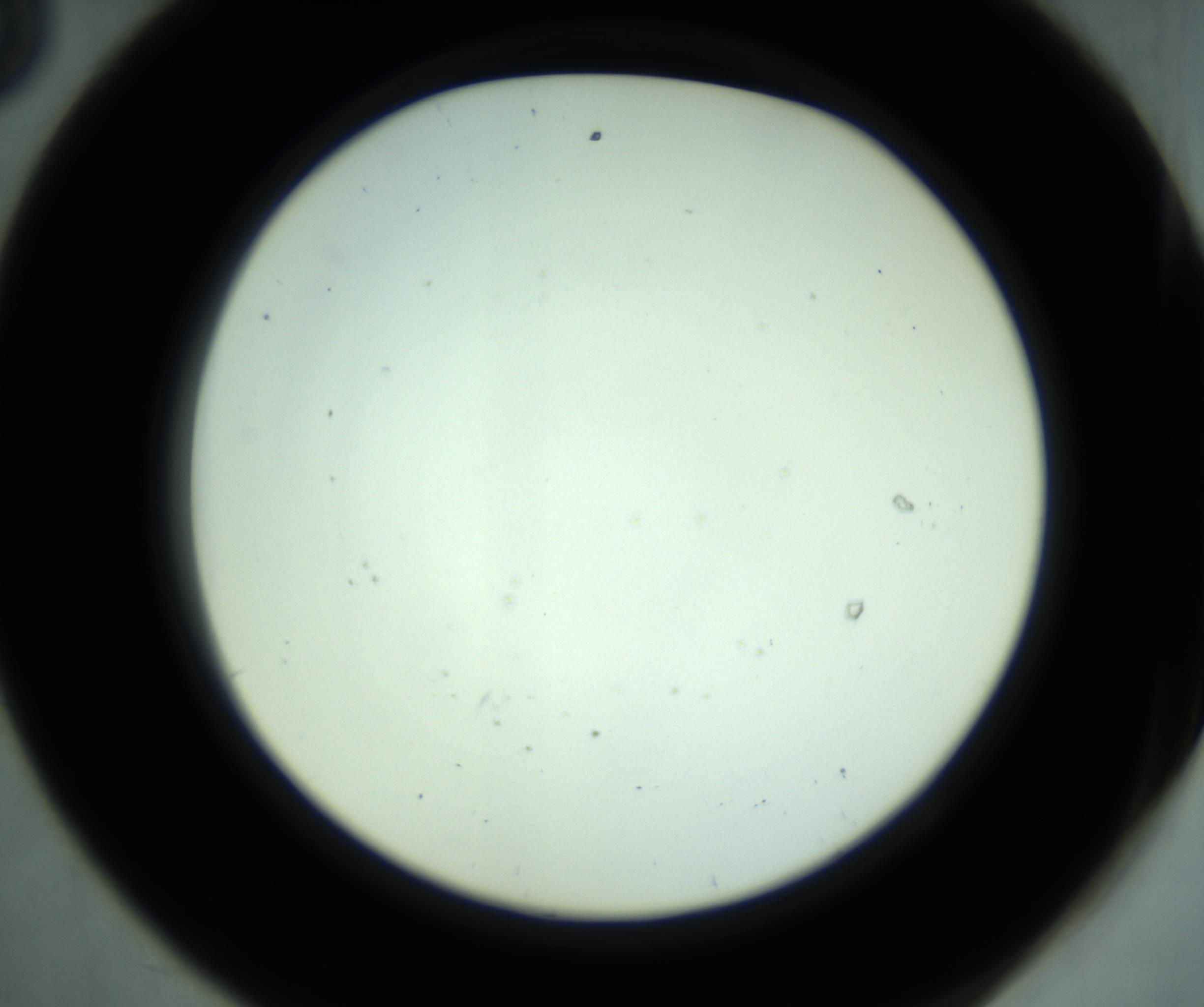 RI01_03_000_0212_Proj1_Clon1_MC_0000MC102880_001_161021_08_05_02_00_98_002_001_RAI.jpg