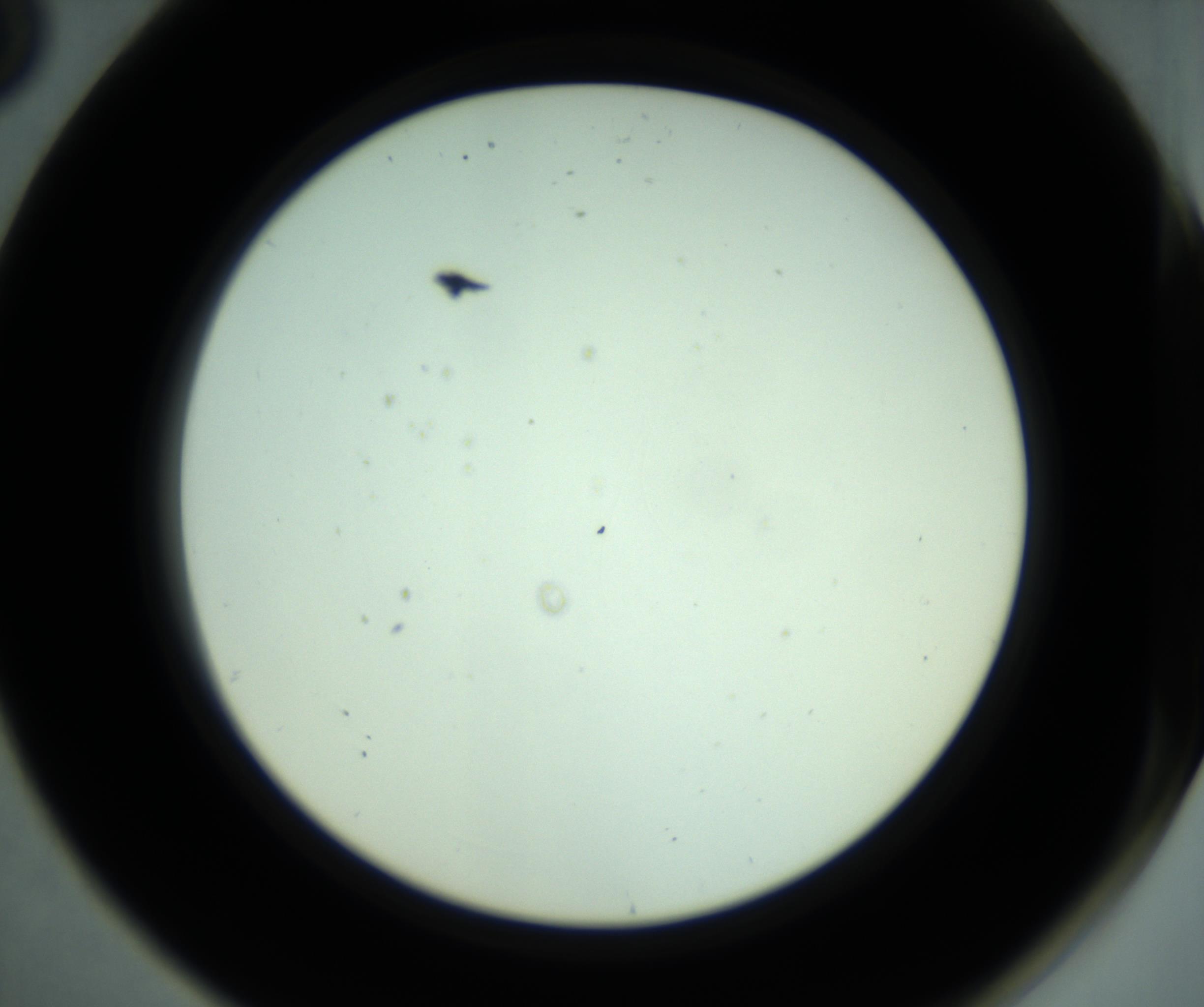 RI01_03_000_0212_Proj1_Clon1_MC_0000MC102880_001_161021_08_07_02_00_98_002_001_RAI.jpg