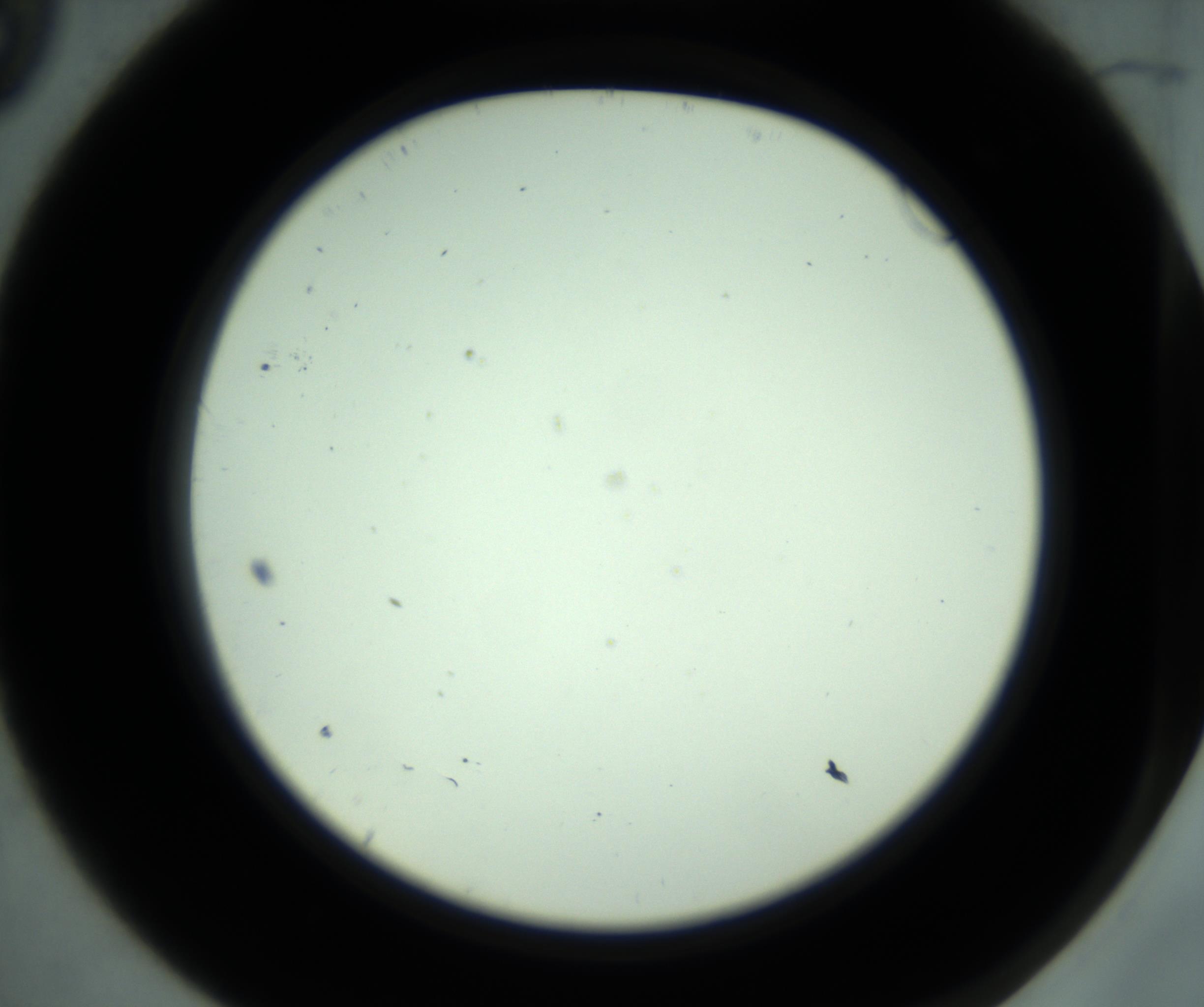 RI01_03_000_0212_Proj1_Clon1_MC_0000MC102880_001_161021_09_01_02_00_98_002_001_RAI.jpg