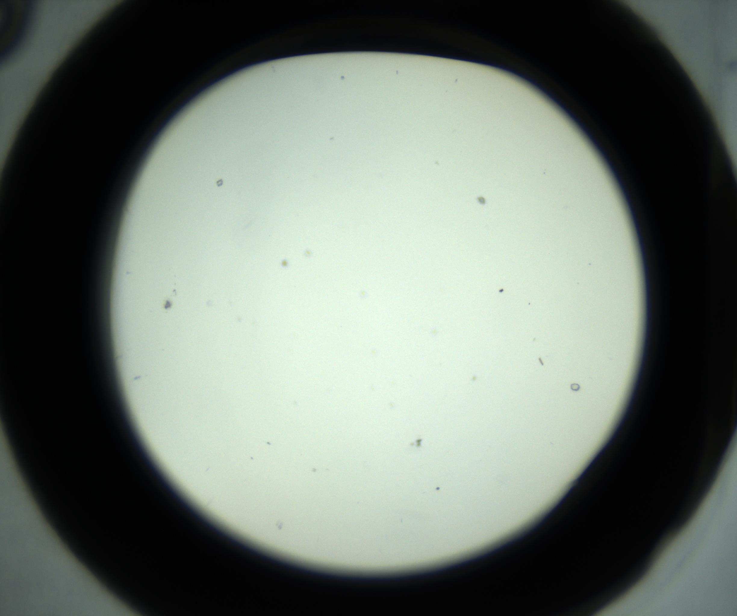 RI01_03_000_0212_Proj1_Clon1_MC_0000MC102880_001_161021_09_02_02_00_98_002_001_RAI.jpg