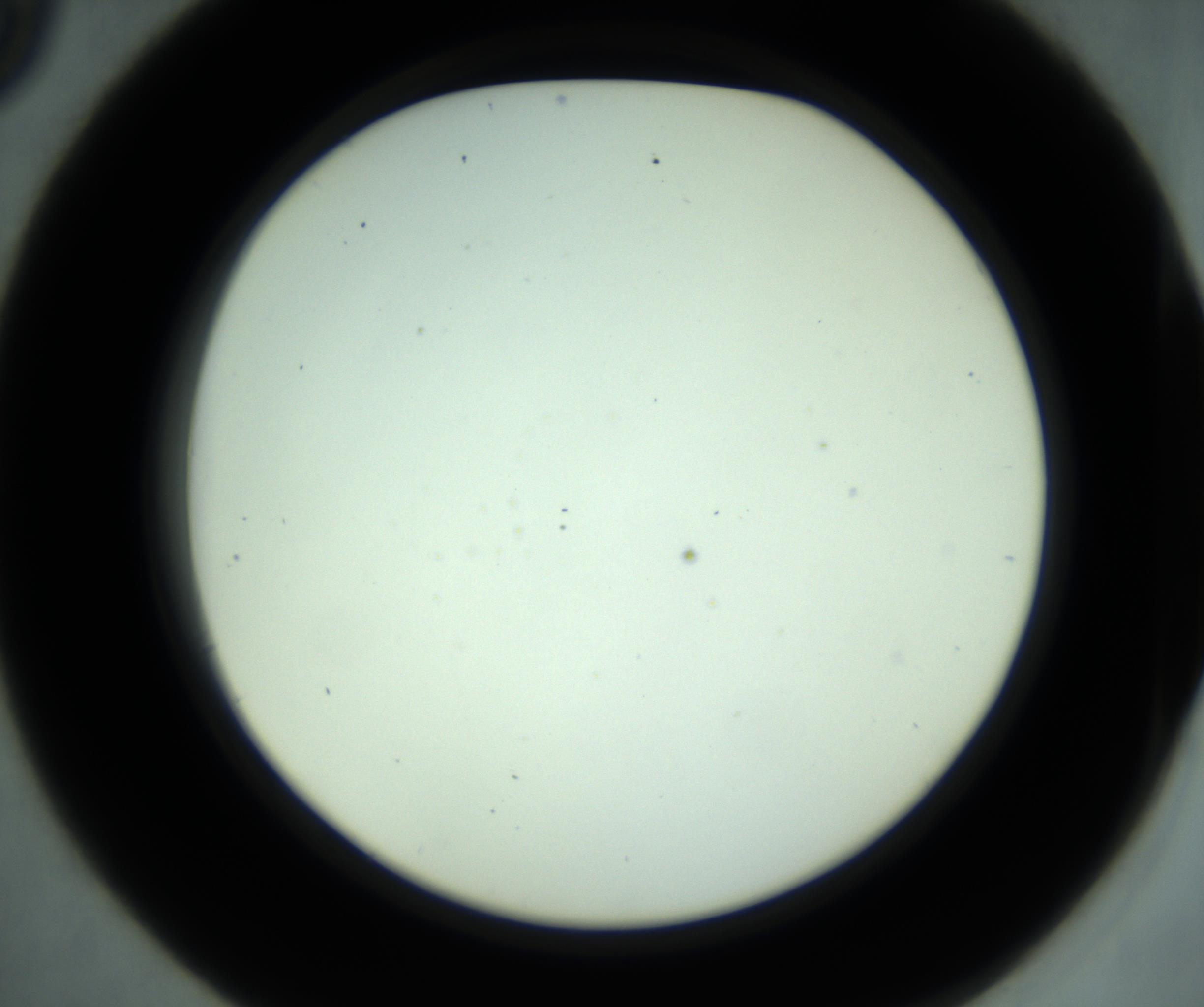RI01_03_000_0212_Proj1_Clon1_MC_0000MC102880_001_161021_09_04_02_00_98_002_001_RAI.jpg
