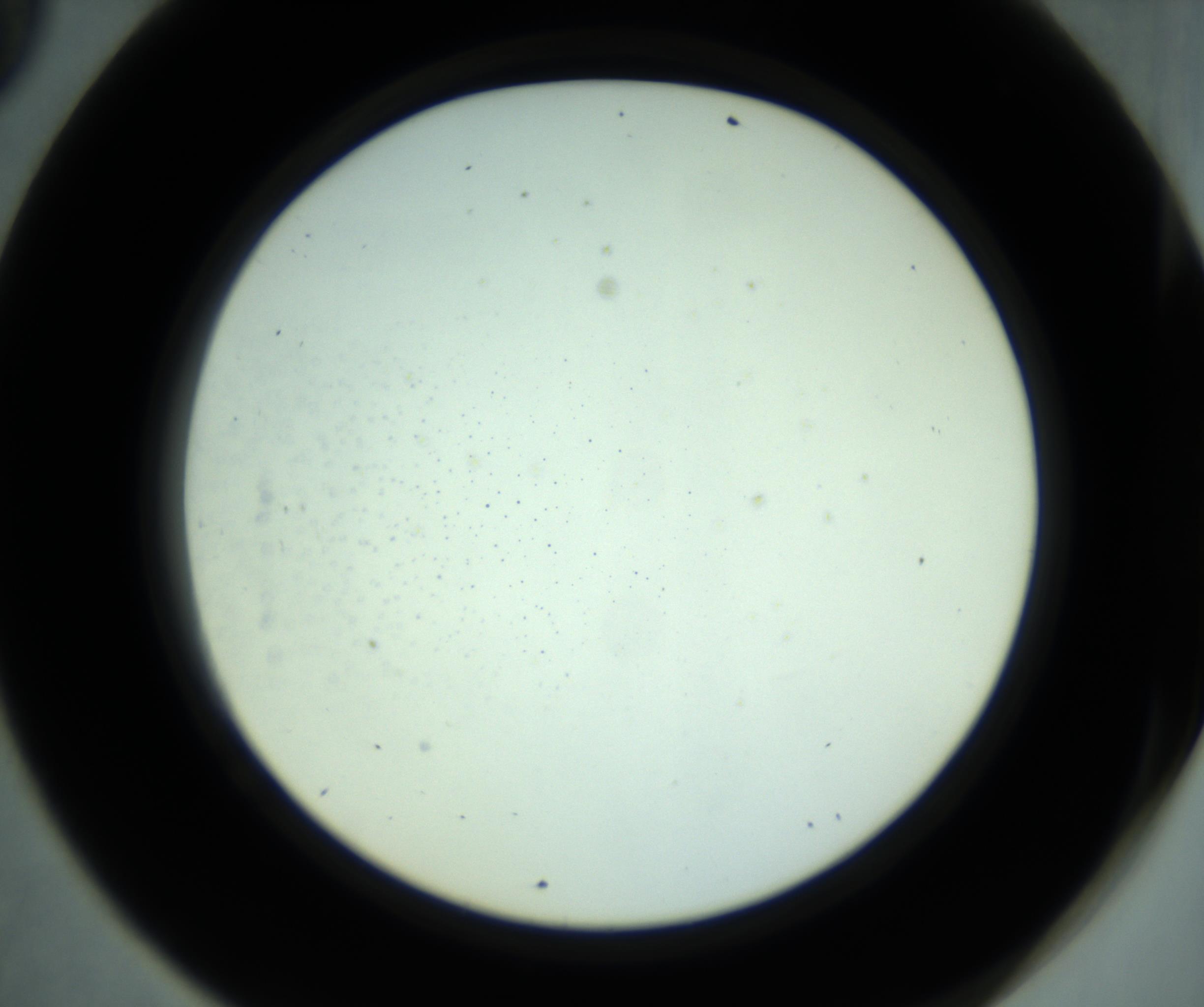 RI01_03_000_0212_Proj1_Clon1_MC_0000MC102880_001_161021_09_06_02_00_98_002_001_RAI.jpg
