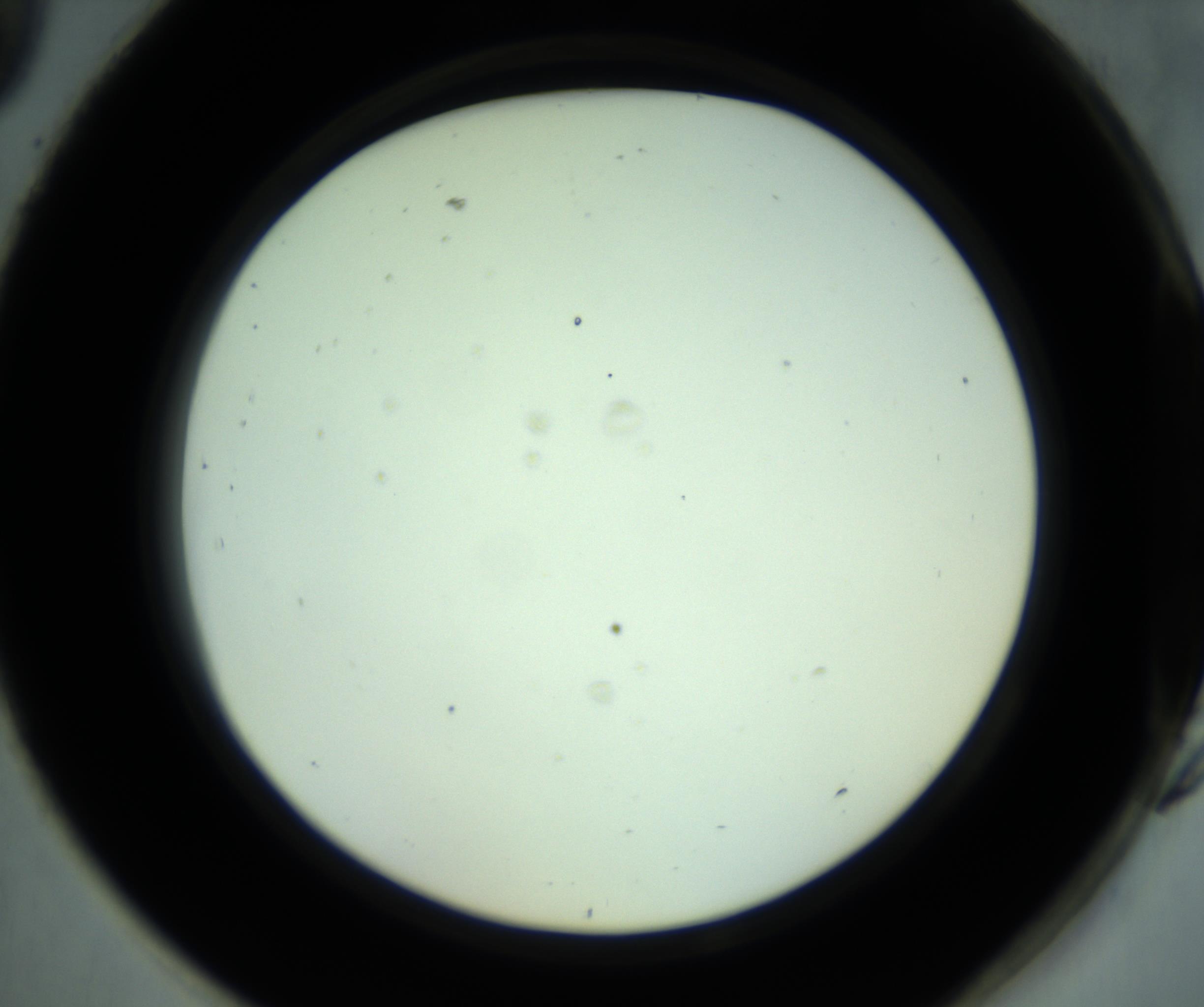 RI01_03_000_0212_Proj1_Clon1_MC_0000MC102880_001_161021_09_08_02_00_98_002_001_RAI.jpg