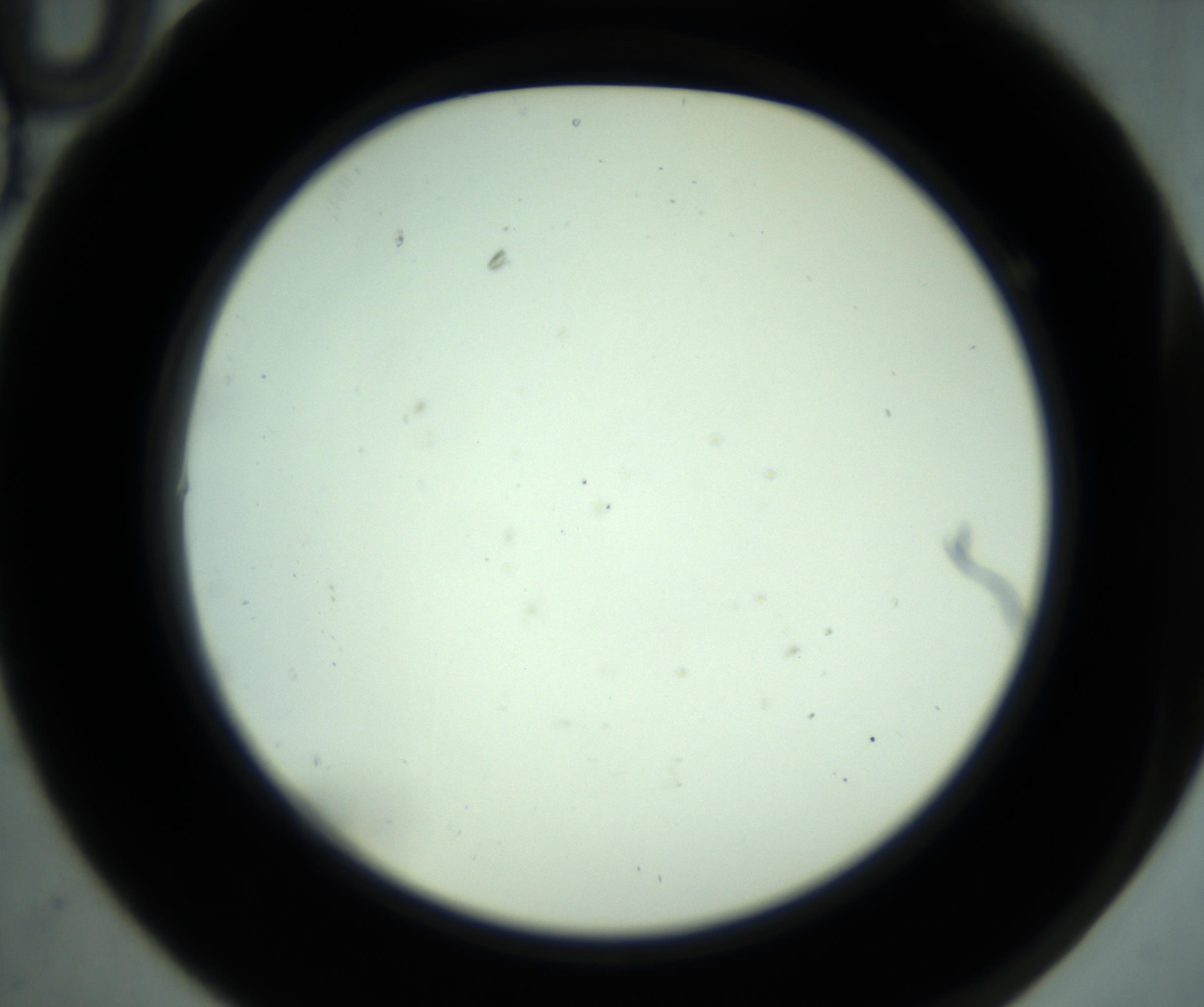 RI01_03_000_0212_Proj1_Clon1_MC_0000MC102880_001_161021_10_01_02_00_98_002_001_RAI.jpg