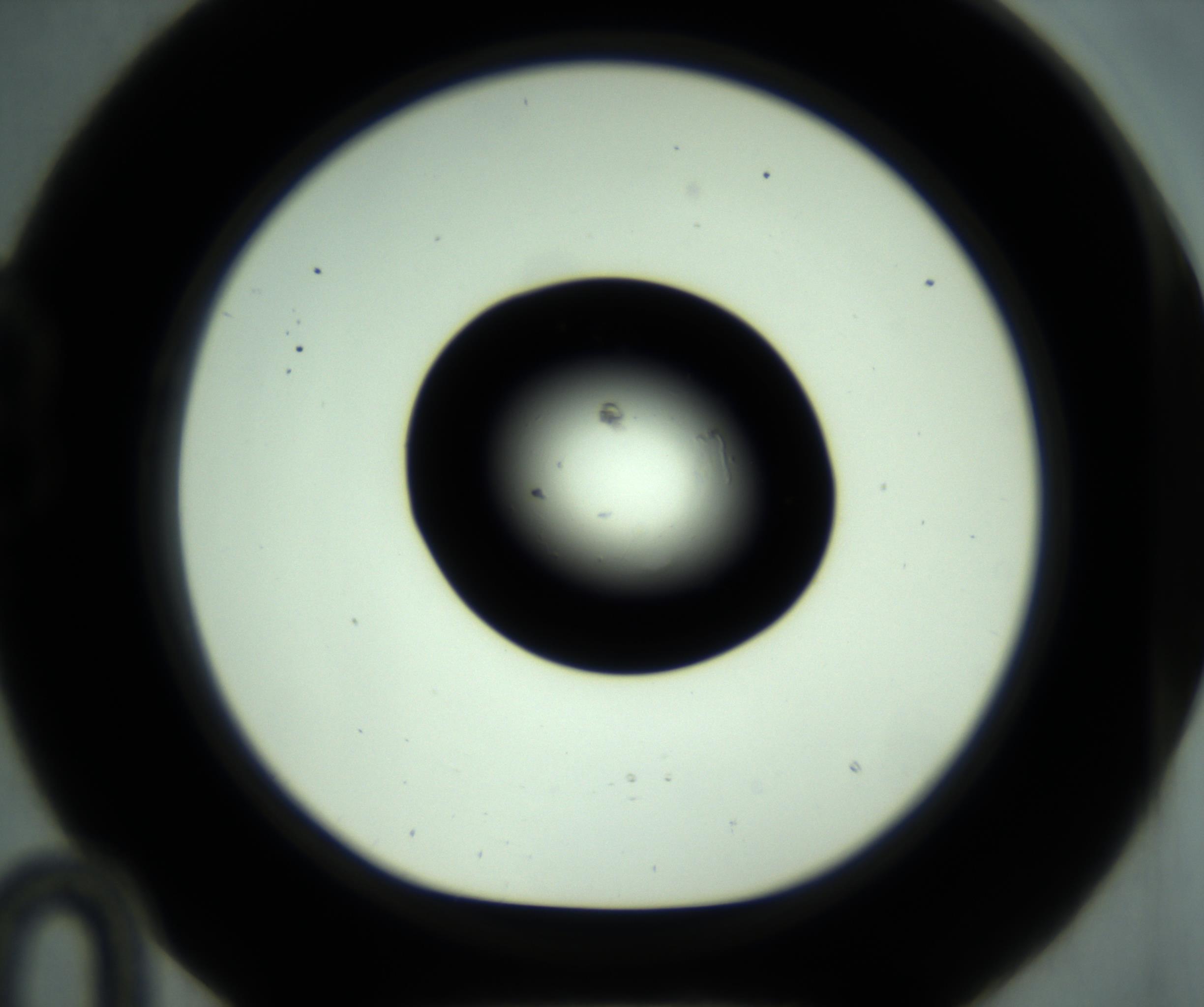 RI01_03_000_0212_Proj1_Clon1_MC_0000MC102880_001_161021_10_02_01_00_98_002_001_RAI.jpg