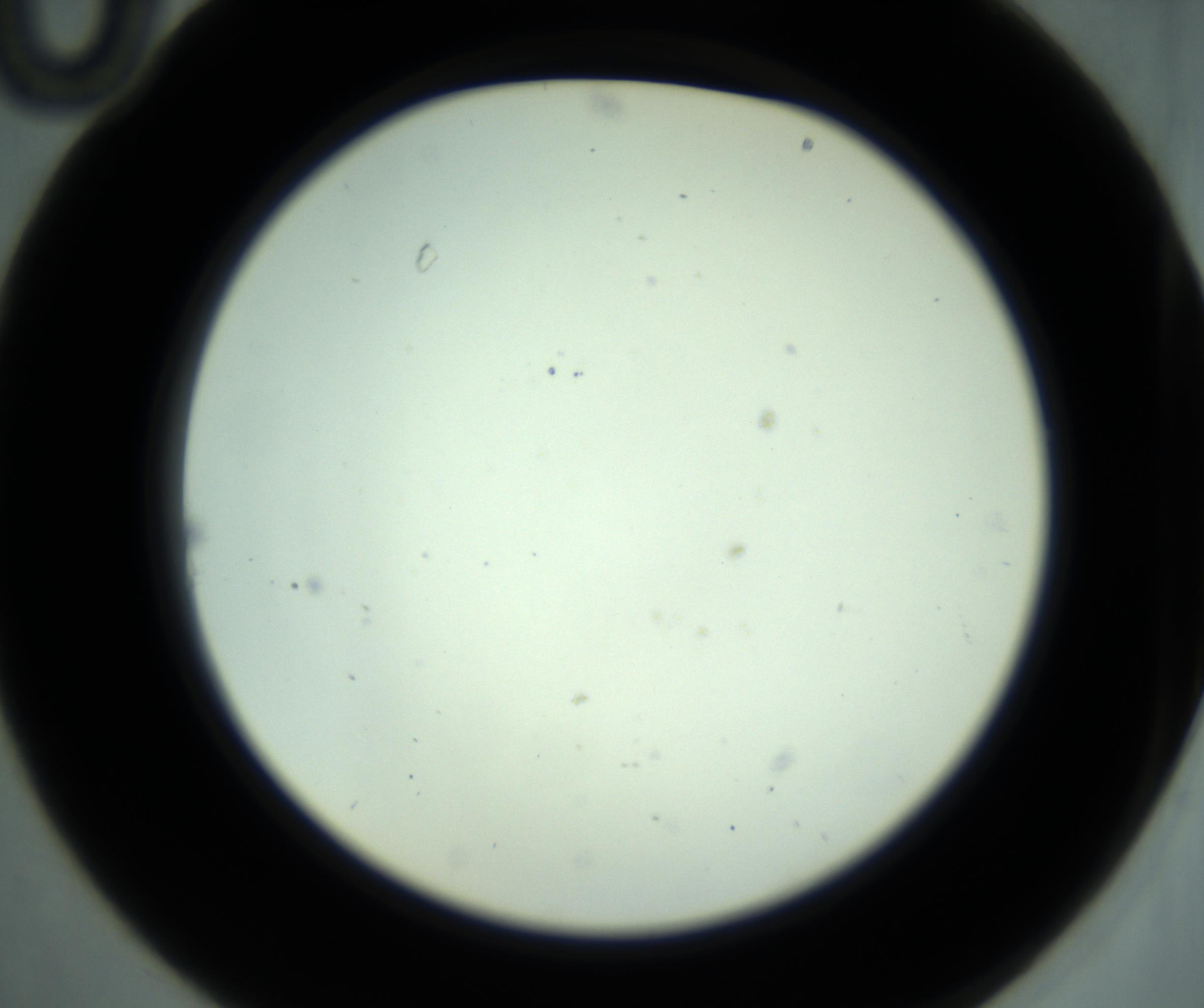 RI01_03_000_0212_Proj1_Clon1_MC_0000MC102880_001_161021_10_02_02_00_98_002_001_RAI.jpg