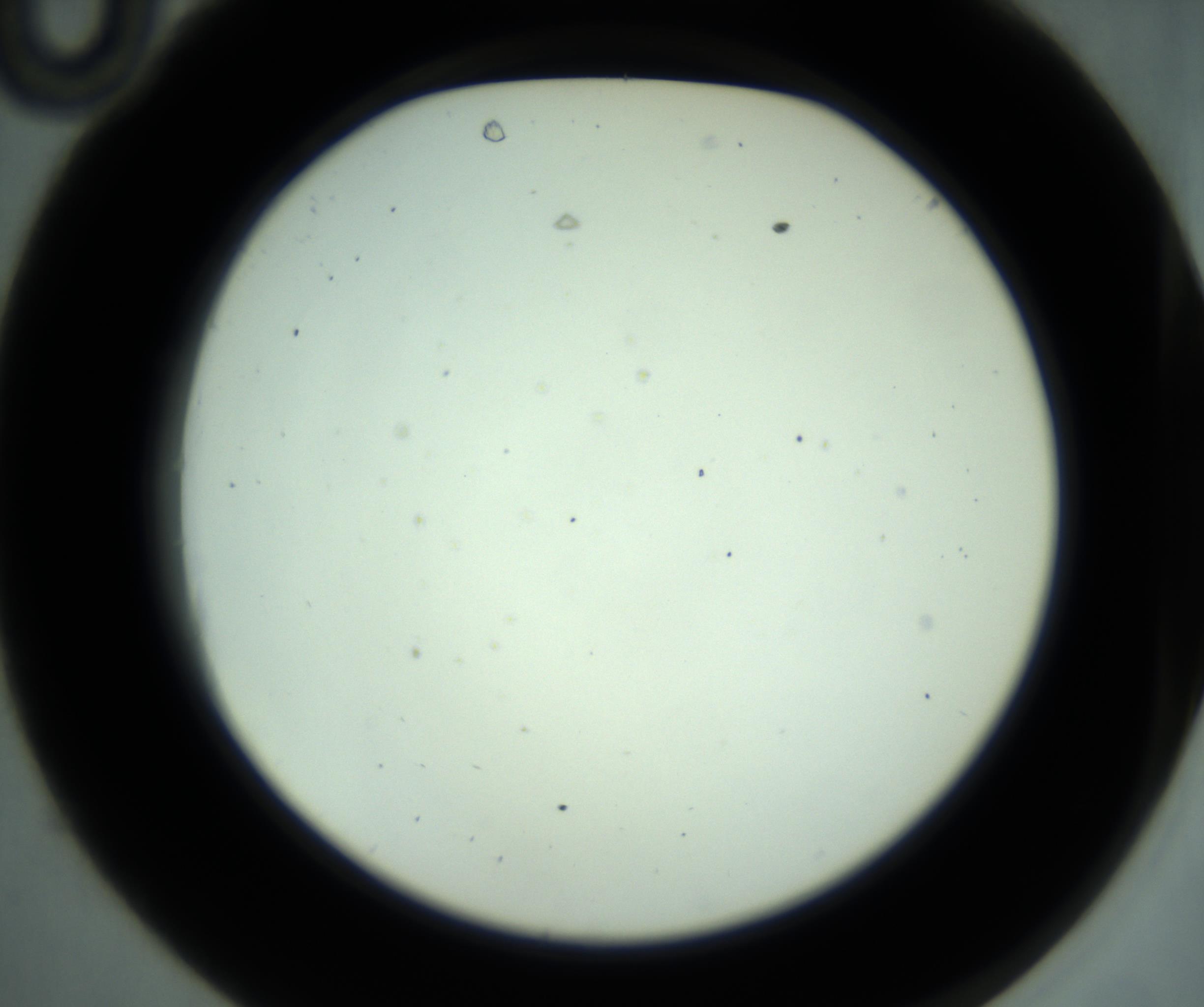 RI01_03_000_0212_Proj1_Clon1_MC_0000MC102880_001_161021_10_03_02_00_98_002_001_RAI.jpg