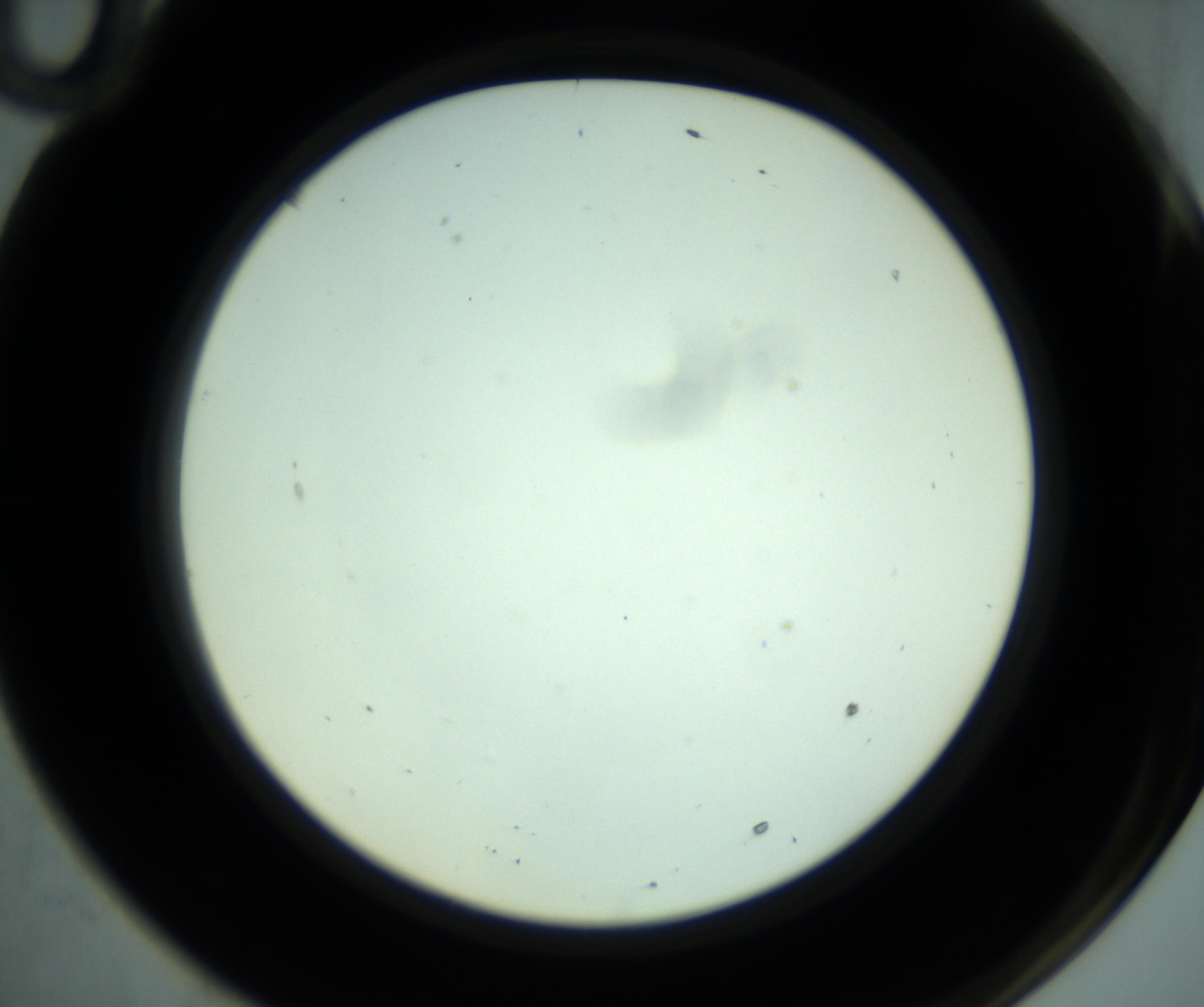 RI01_03_000_0212_Proj1_Clon1_MC_0000MC102880_001_161021_10_06_02_00_98_002_001_RAI.jpg