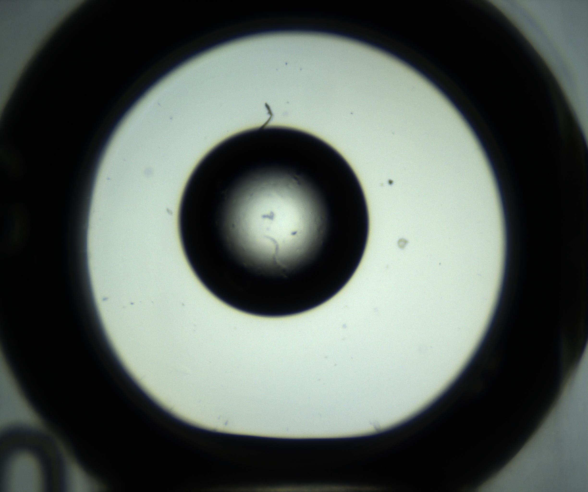 RI01_03_000_0212_Proj1_Clon1_MC_0000MC102880_001_161021_10_07_01_00_98_002_001_RAI.jpg