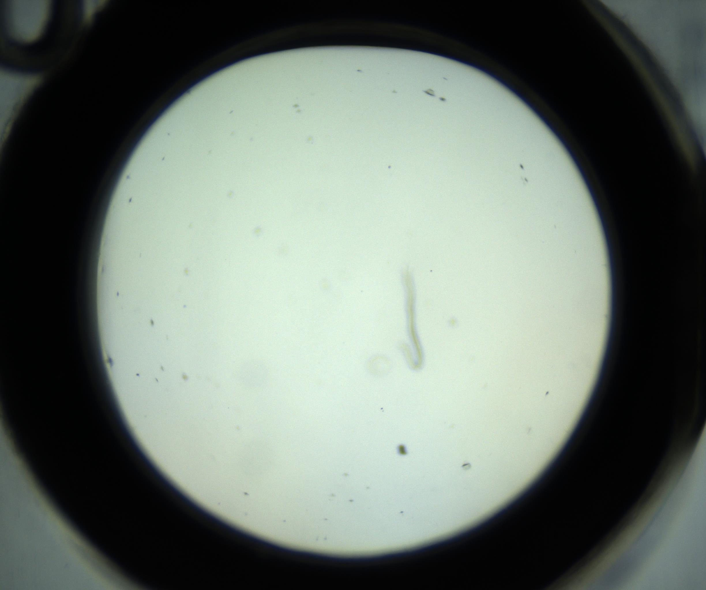 RI01_03_000_0212_Proj1_Clon1_MC_0000MC102880_001_161021_10_08_02_00_98_002_001_RAI.jpg