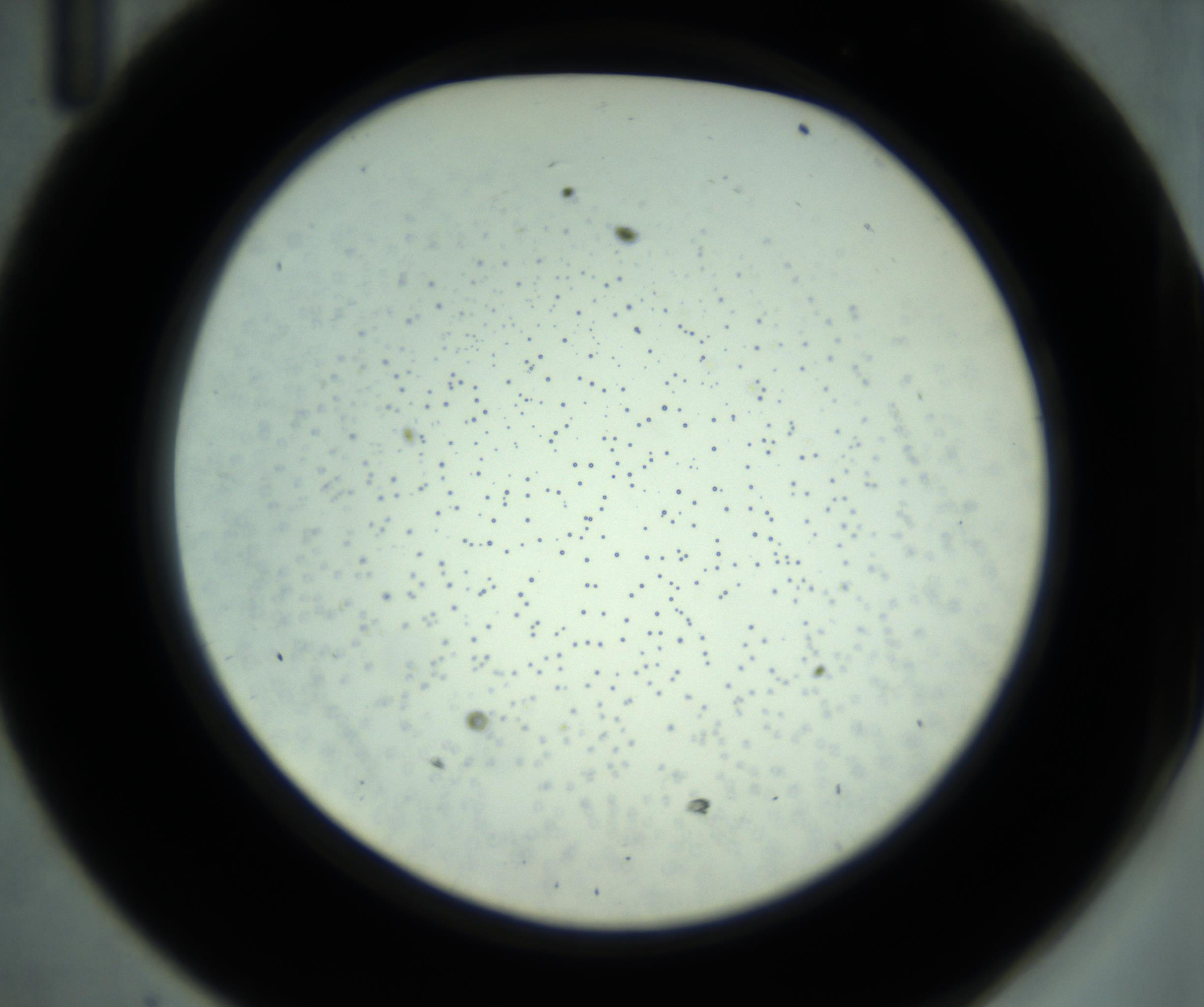 RI01_03_000_0212_Proj1_Clon1_MC_0000MC102880_001_161021_11_04_02_00_98_002_001_RAI.jpg