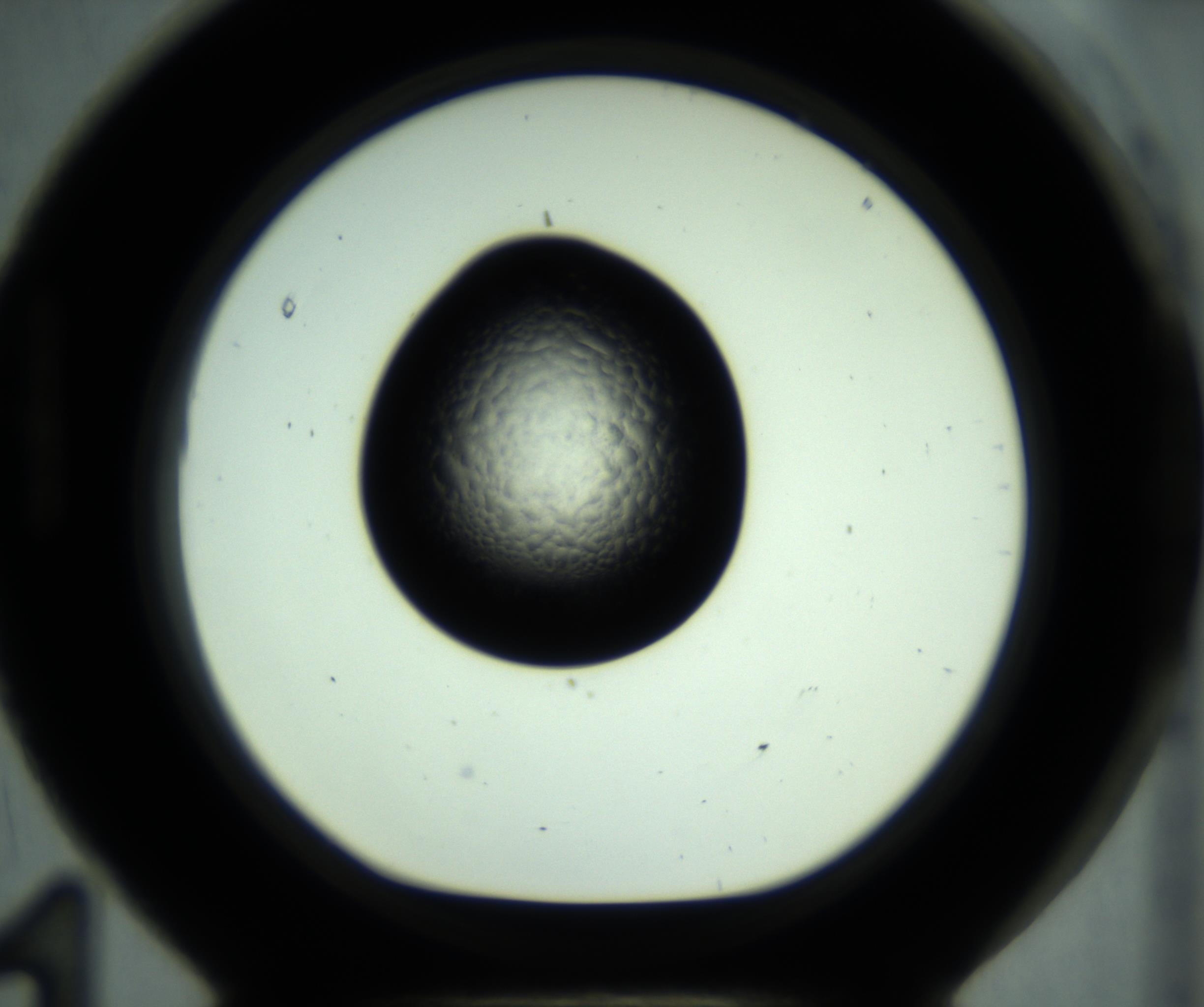 RI01_03_000_0212_Proj1_Clon1_MC_0000MC102880_001_161021_11_08_01_00_98_002_001_RAI.jpg