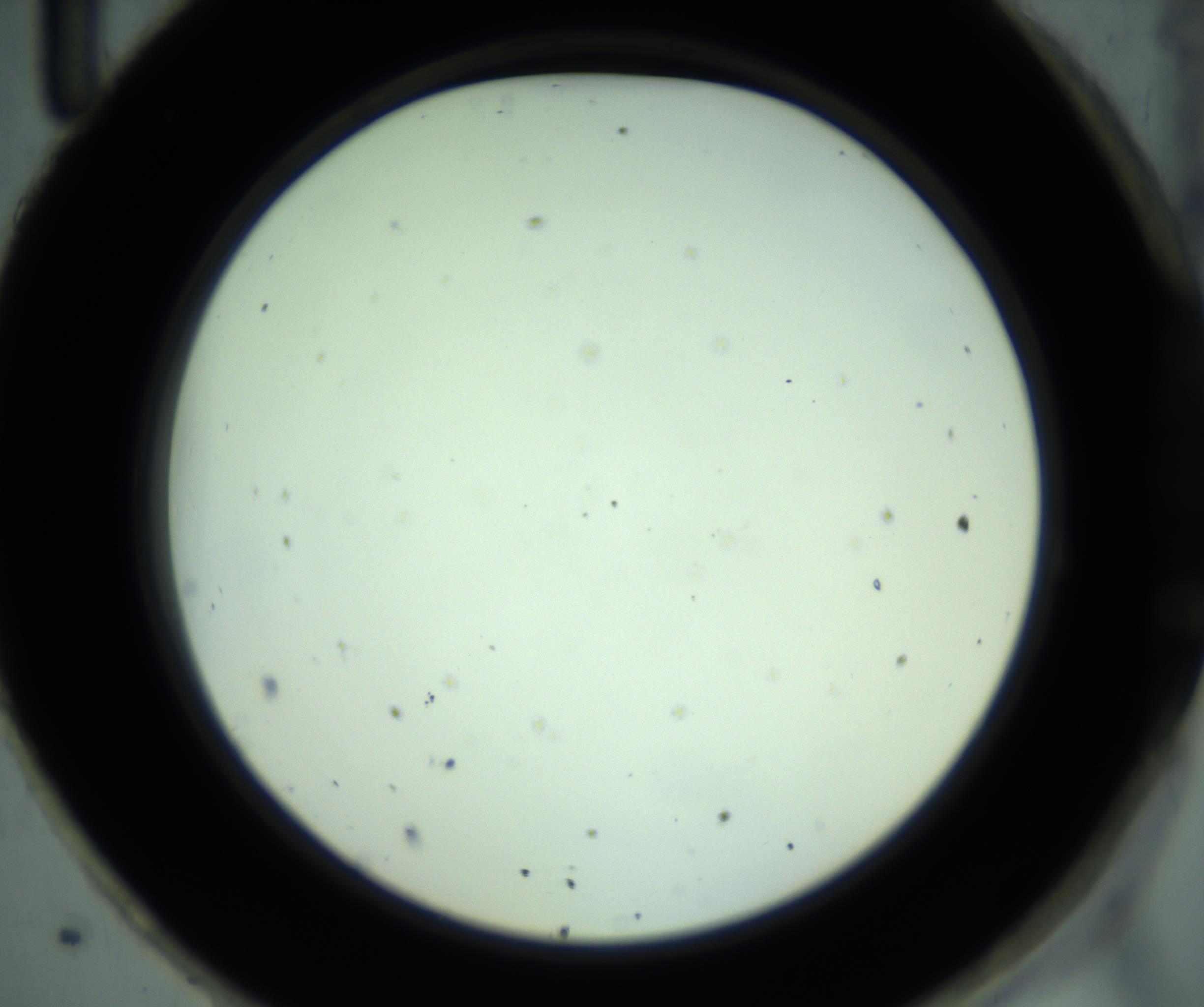RI01_03_000_0212_Proj1_Clon1_MC_0000MC102880_001_161021_11_08_02_00_98_002_001_RAI.jpg