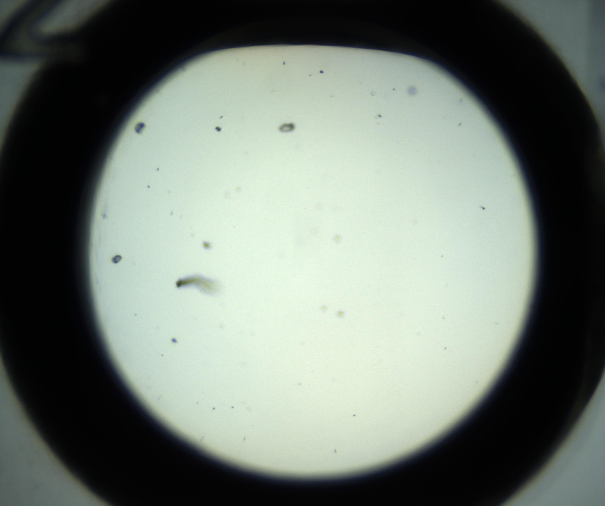 RI01_03_000_0212_Proj1_Clon1_MC_0000MC102880_001_161021_12_01_02_00_98_002_001_RAI.jpg