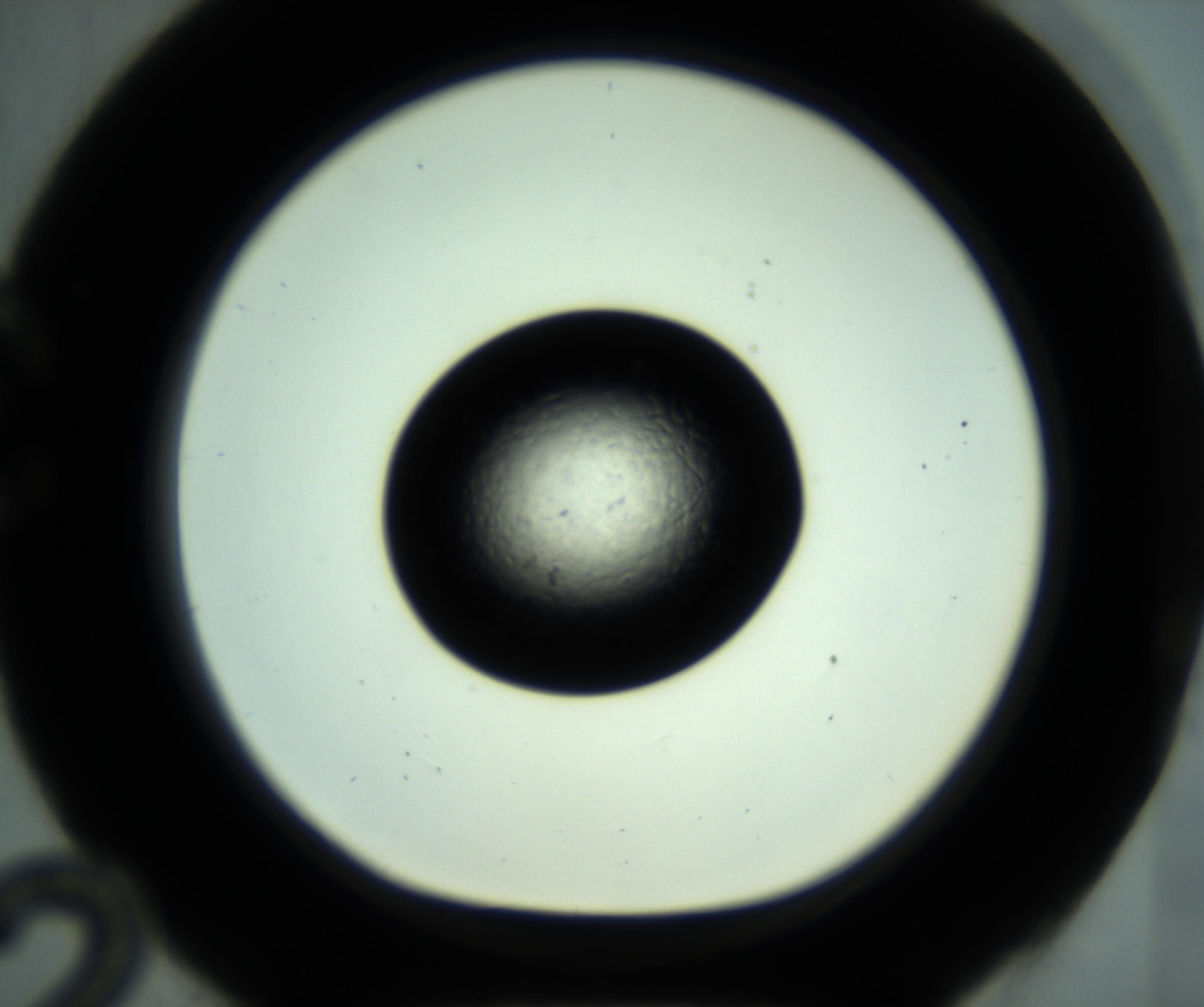 RI01_03_000_0212_Proj1_Clon1_MC_0000MC102880_001_161021_12_03_01_00_98_002_001_RAI.jpg
