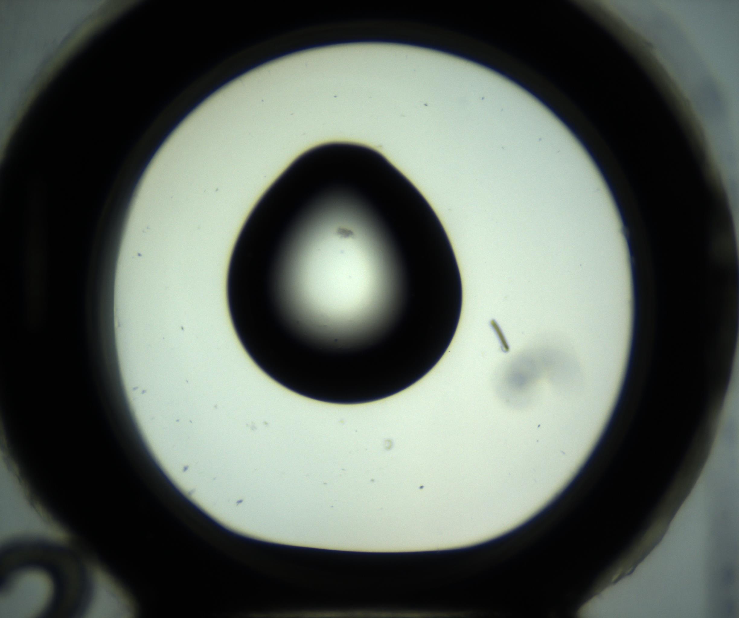 RI01_03_000_0212_Proj1_Clon1_MC_0000MC102880_001_161021_12_08_01_00_98_002_001_RAI.jpg