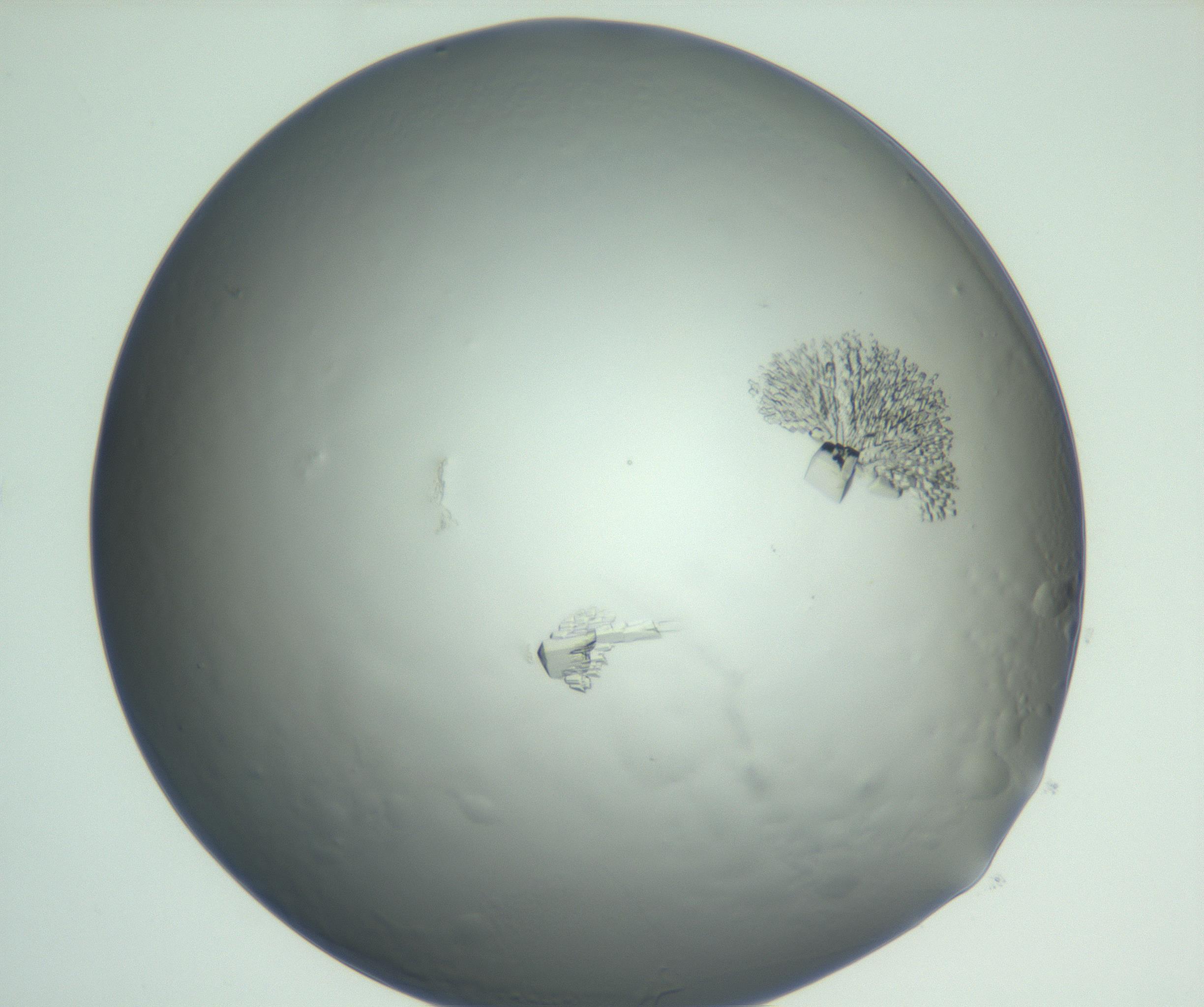 RI01_03_000_0212_Proj1_Clon1_MC_0000MC102880_003_161024_02_05_01_00_99_002_001_RAI.jpg