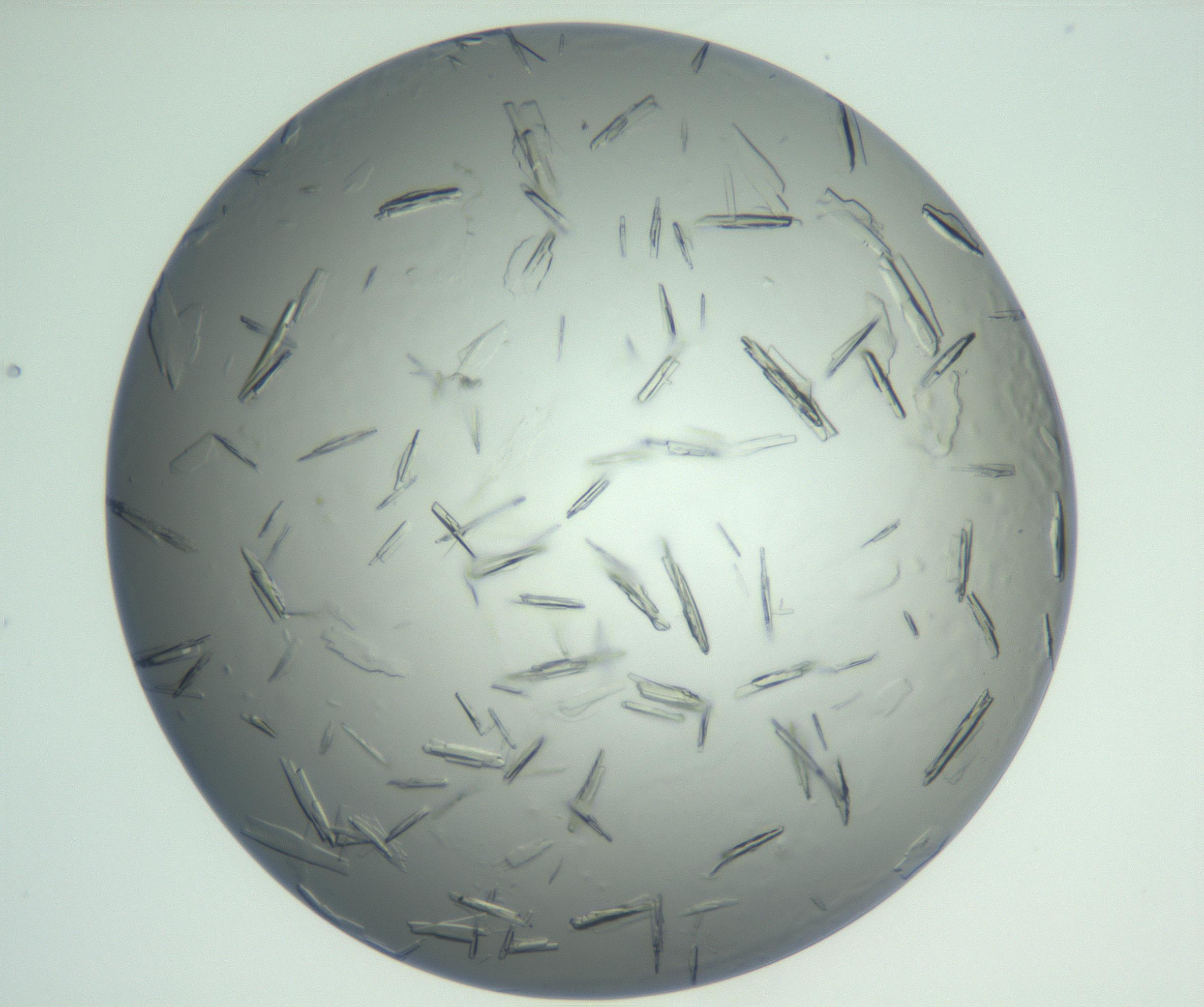 RI01_03_000_0212_Proj1_Clon1_MC_0000MC102880_003_161024_02_06_01_00_99_002_001_RAI.jpg