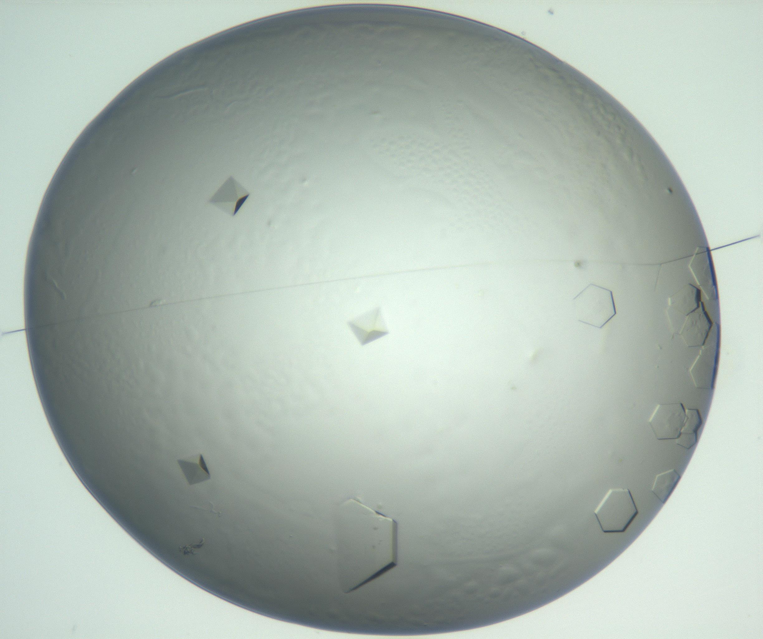 RI01_03_000_0212_Proj1_Clon1_MC_0000MC102880_003_161024_03_01_01_00_99_002_001_RAI.jpg