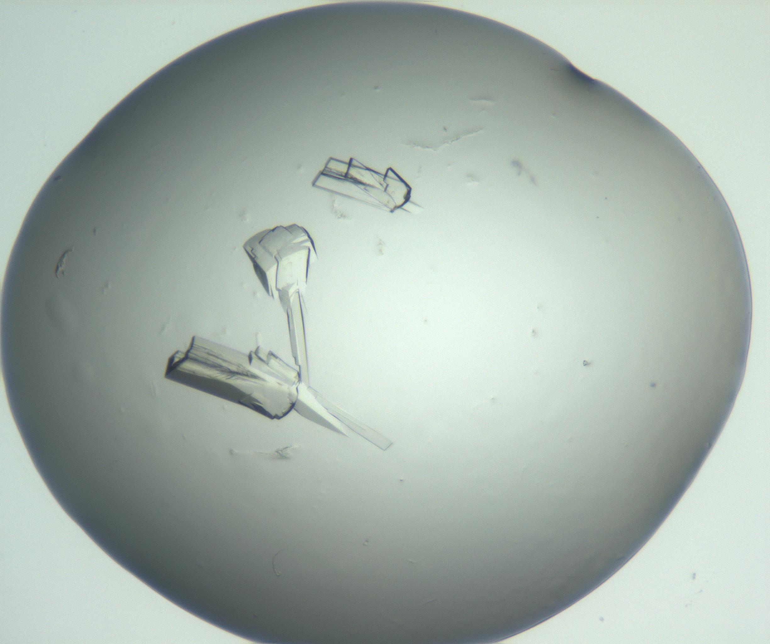 RI01_03_000_0212_Proj1_Clon1_MC_0000MC102880_003_161024_03_04_01_00_99_002_001_RAI.jpg