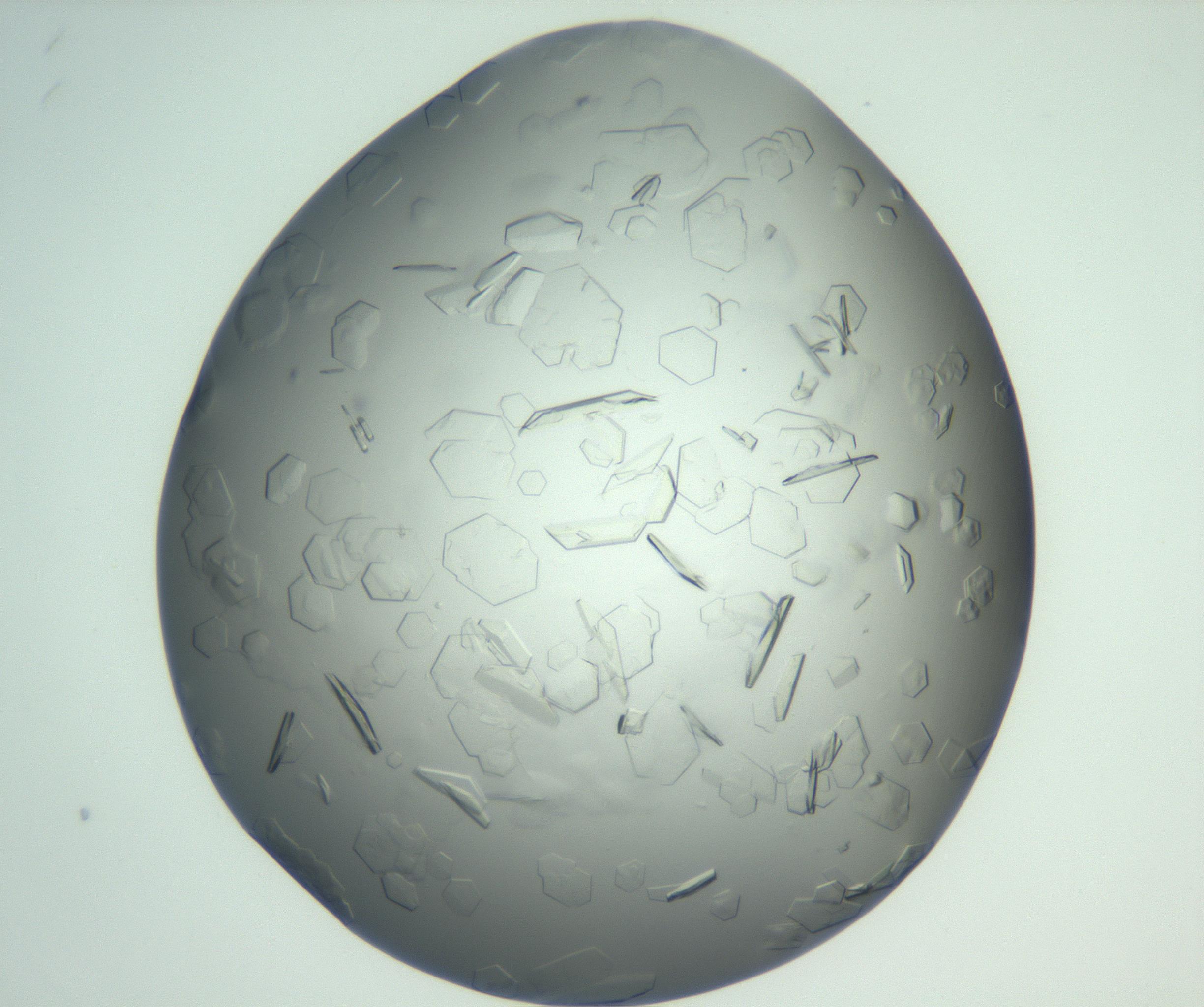 RI01_03_000_0212_Proj1_Clon1_MC_0000MC102880_003_161024_06_08_01_00_99_002_001_RAI.jpg