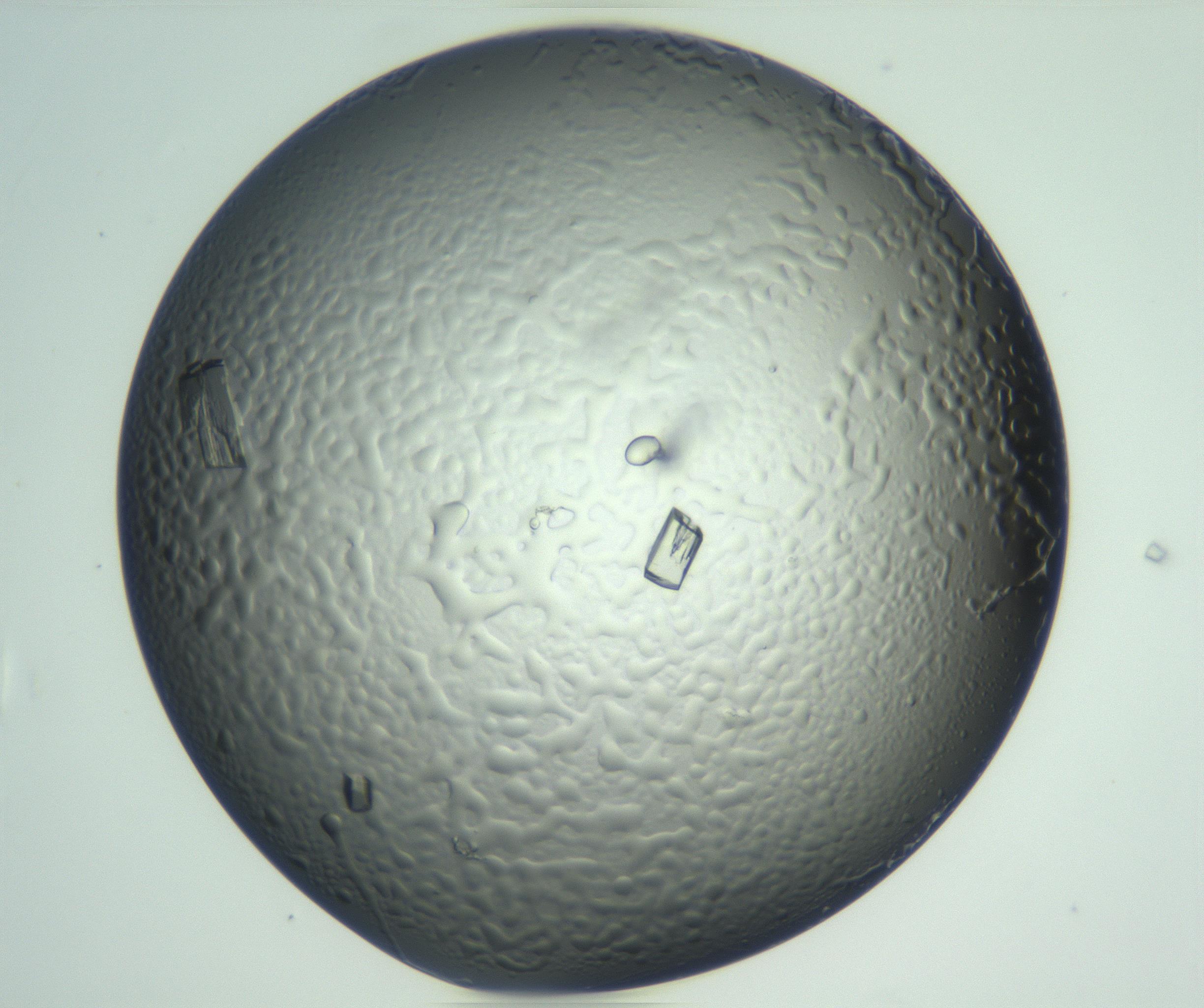 RI01_03_000_0212_Proj1_Clon1_MC_0000MC102880_003_161024_07_07_01_00_99_002_001_RAI.jpg