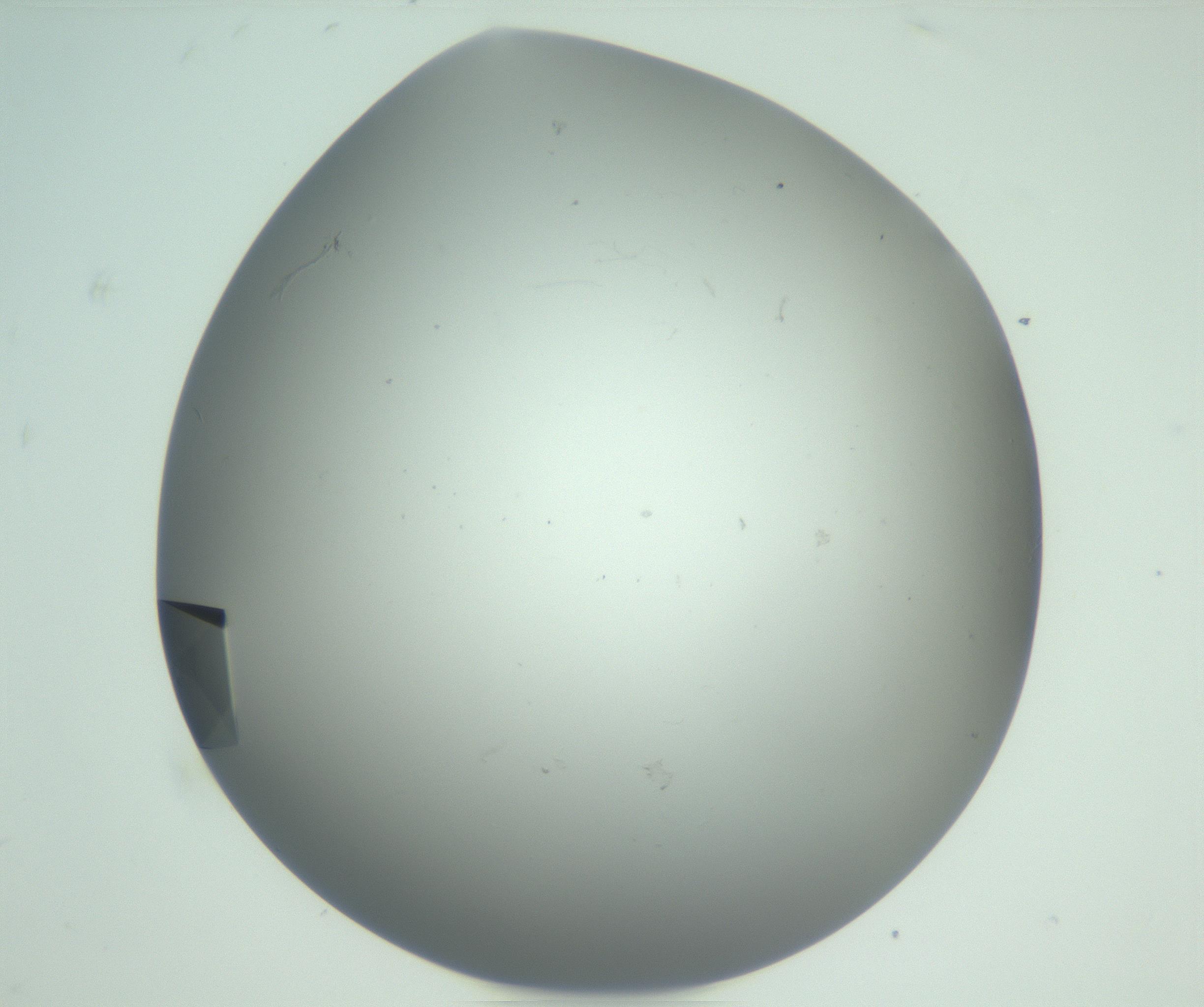 RI01_03_000_0212_Proj1_Clon1_MC_0000MC102880_003_161024_09_08_01_00_99_002_001_RAI.jpg