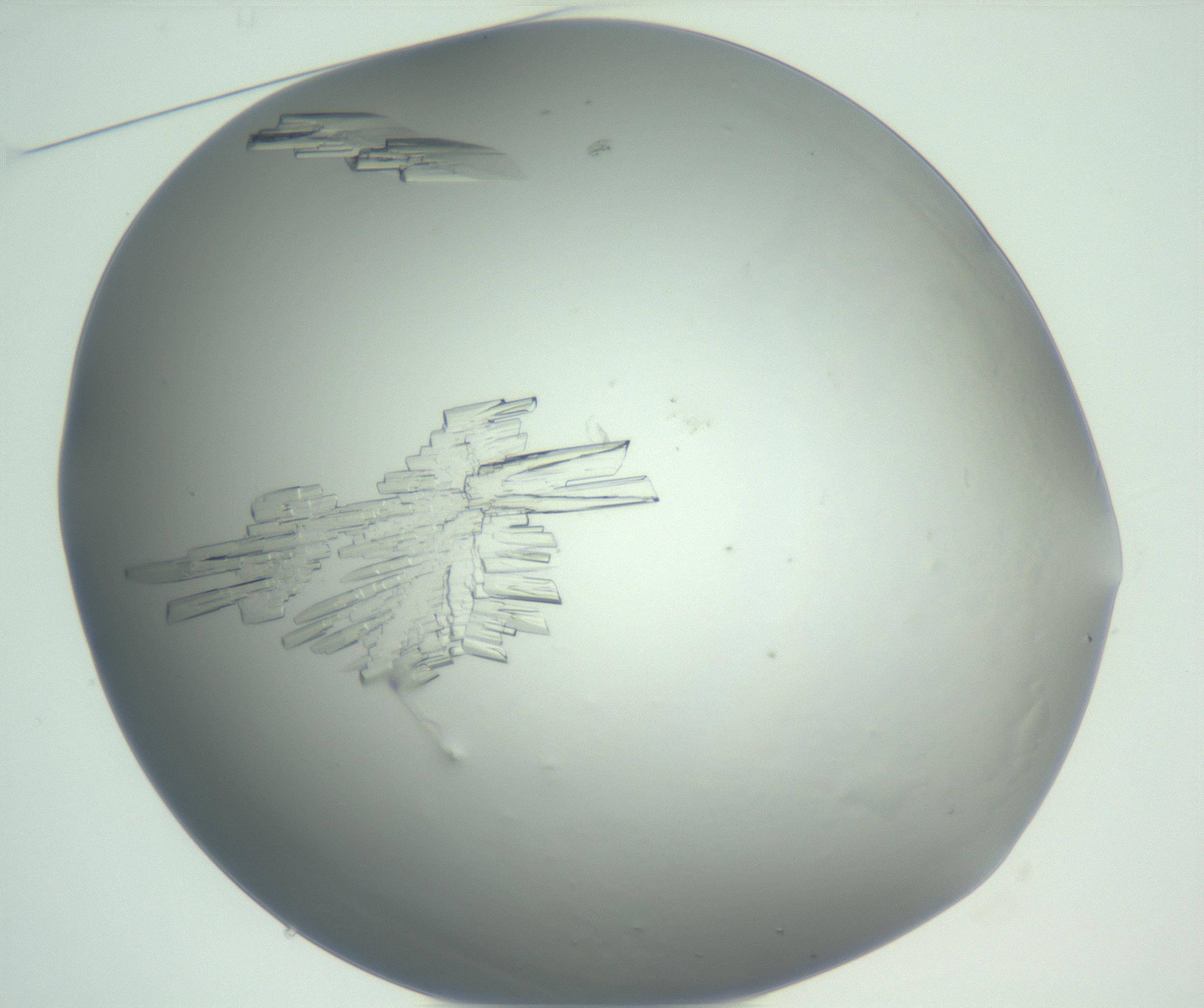 RI01_03_000_0212_Proj1_Clon1_MC_0000MC102880_004_161026_01_02_01_00_99_002_001_RAI.jpg