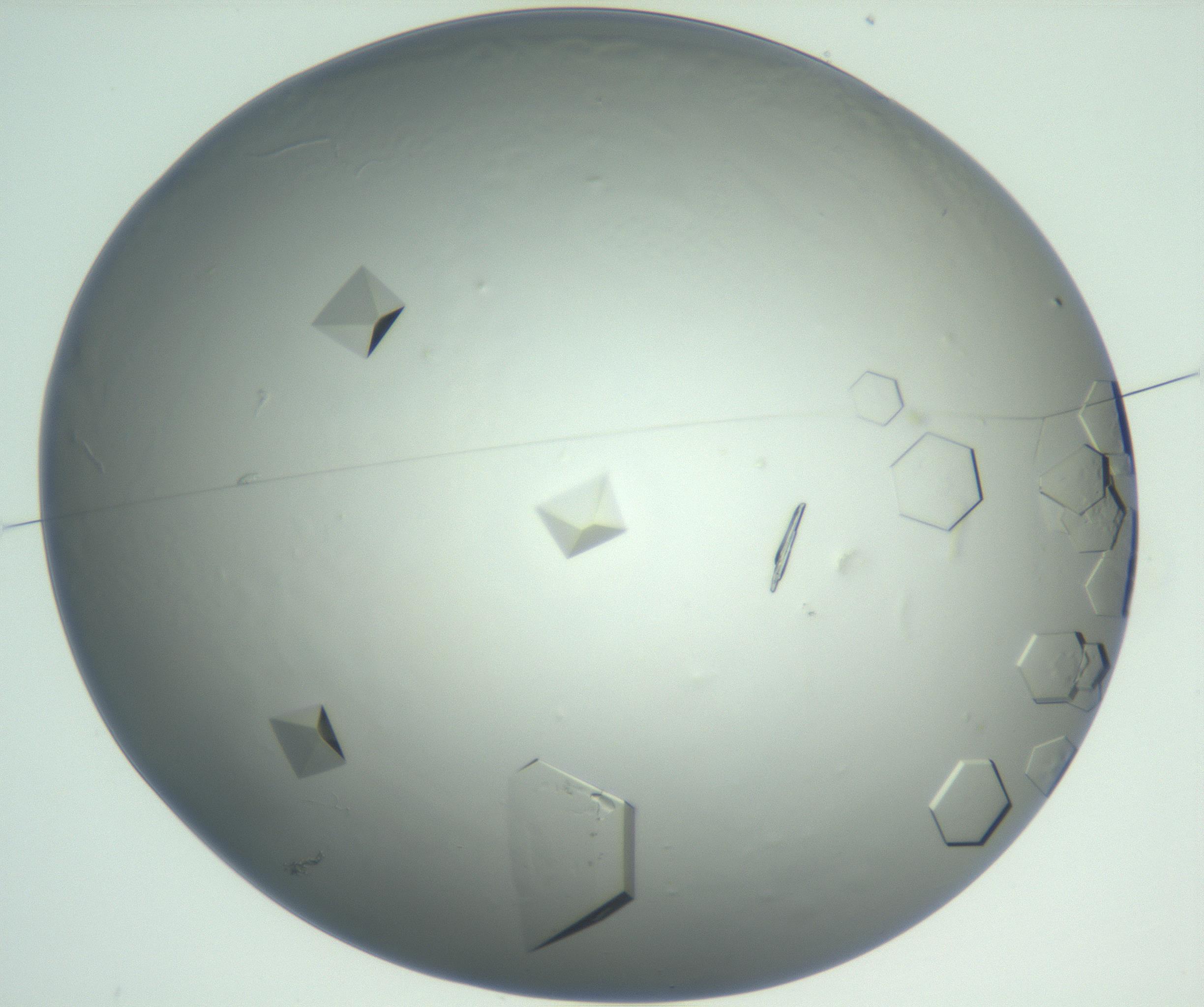 RI01_03_000_0212_Proj1_Clon1_MC_0000MC102880_004_161026_03_01_01_00_99_002_001_RAI.jpg