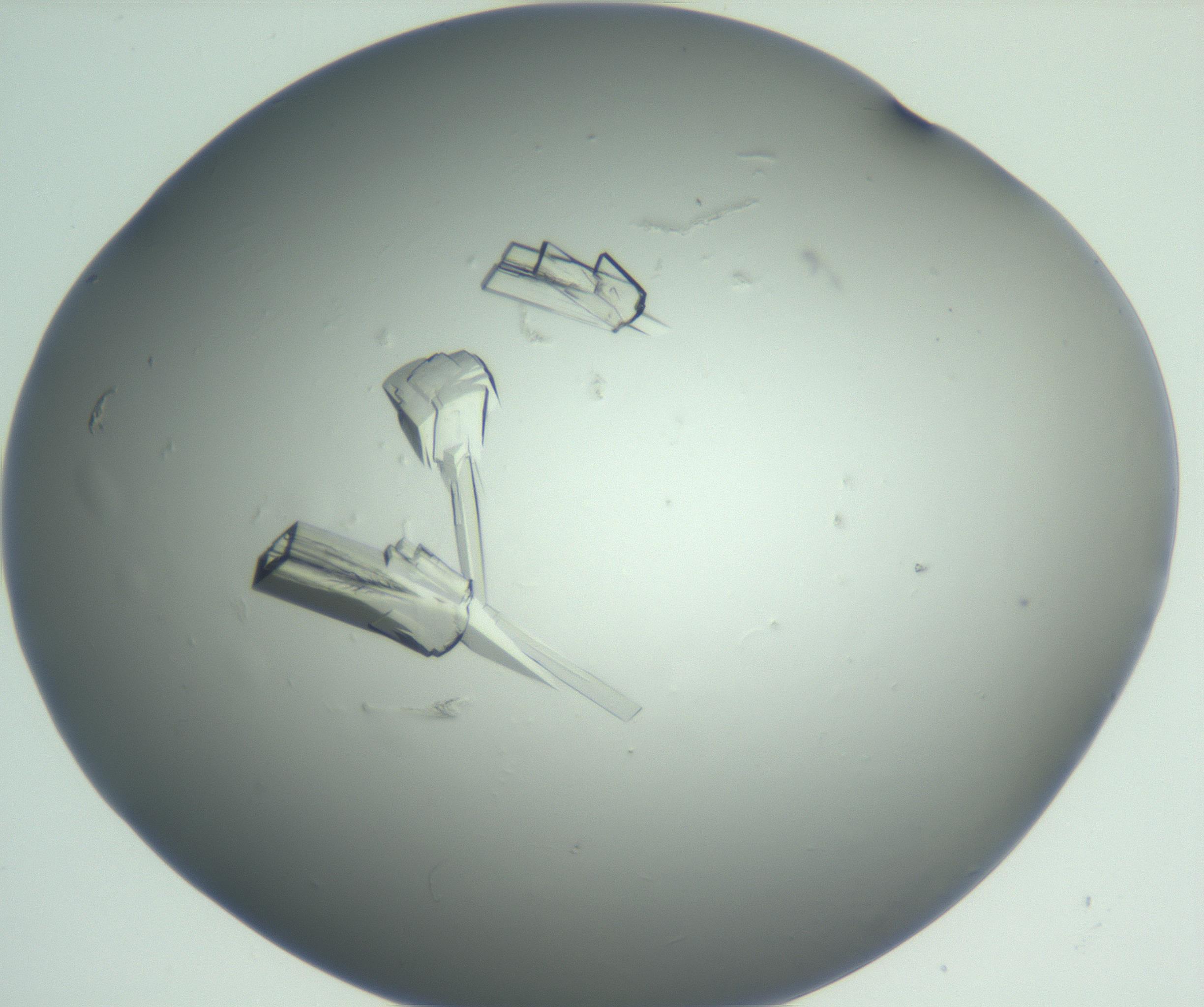 RI01_03_000_0212_Proj1_Clon1_MC_0000MC102880_004_161026_03_04_01_00_99_002_001_RAI.jpg