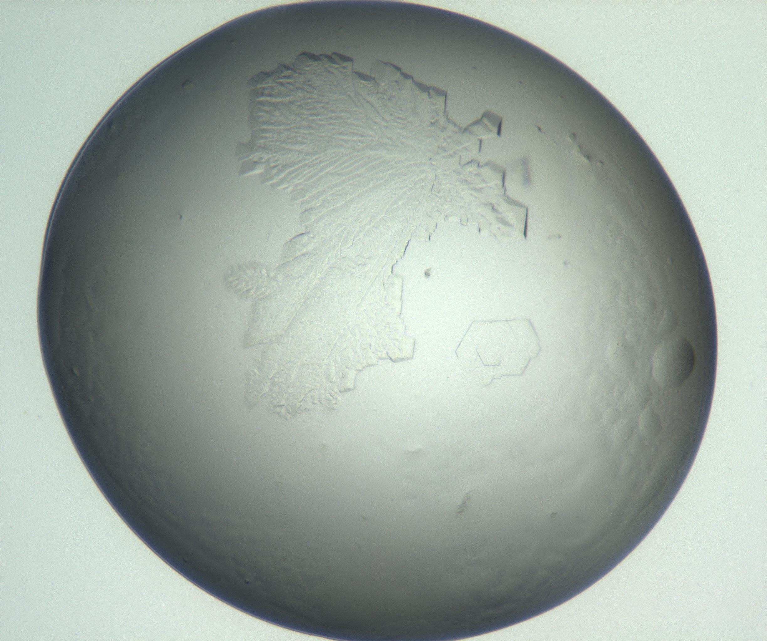 RI01_03_000_0212_Proj1_Clon1_MC_0000MC102880_004_161026_06_02_01_00_99_002_001_RAI.jpg