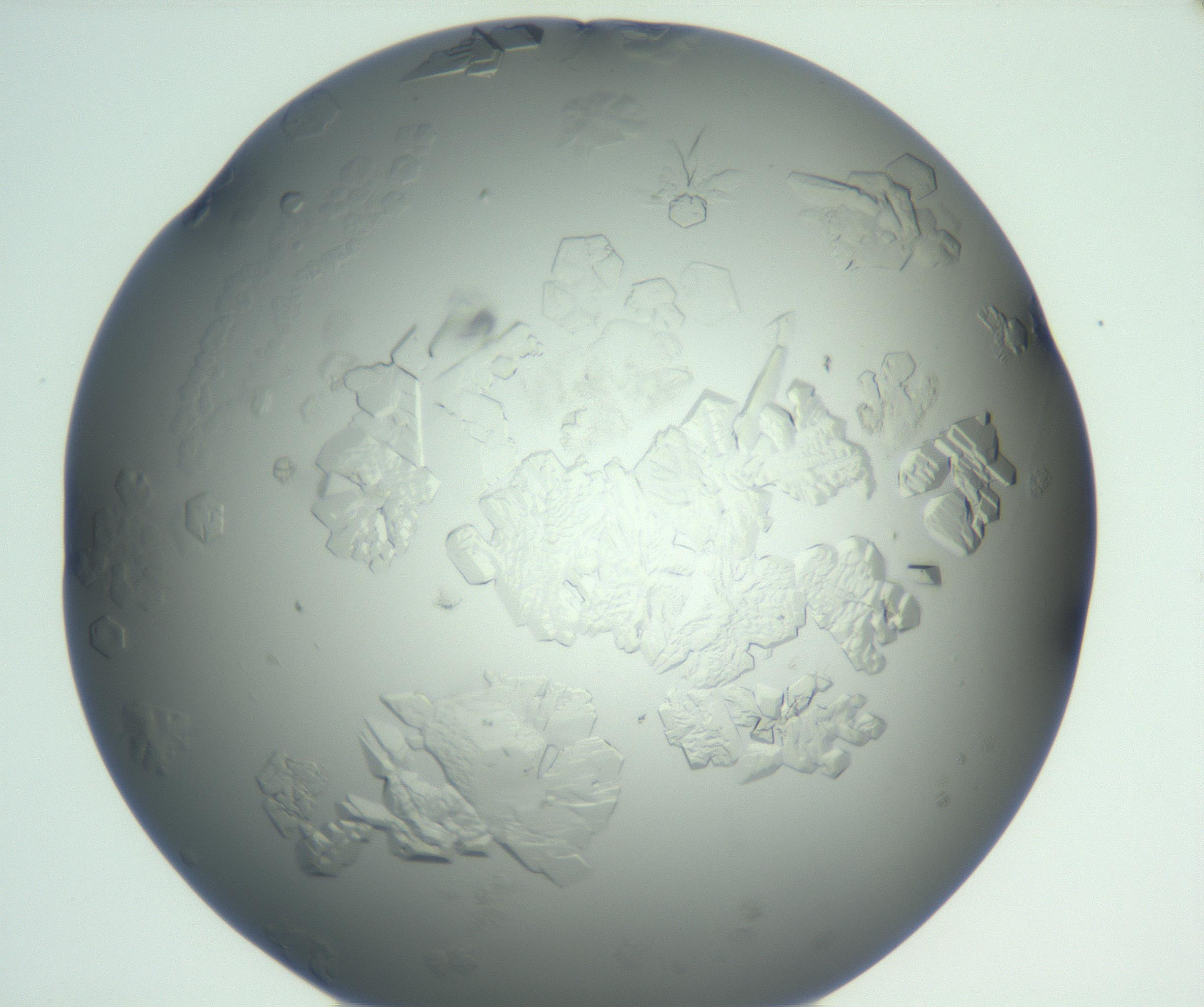 RI01_03_000_0212_Proj1_Clon1_MC_0000MC102880_004_161026_09_06_01_00_99_002_001_RAI.jpg