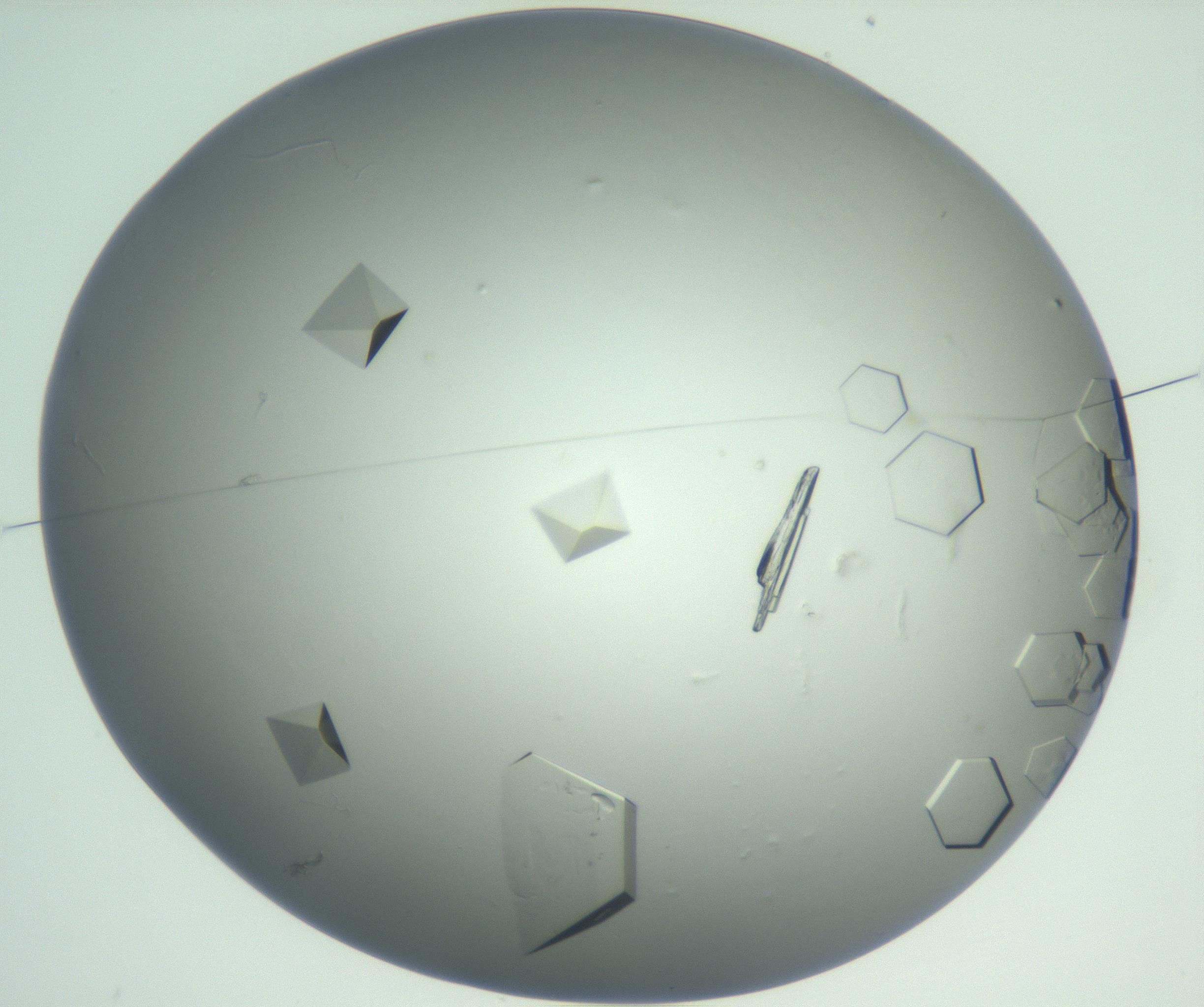 RI01_03_000_0212_Proj1_Clon1_MC_0000MC102880_005_161028_03_01_01_00_99_002_001_RAI.jpg