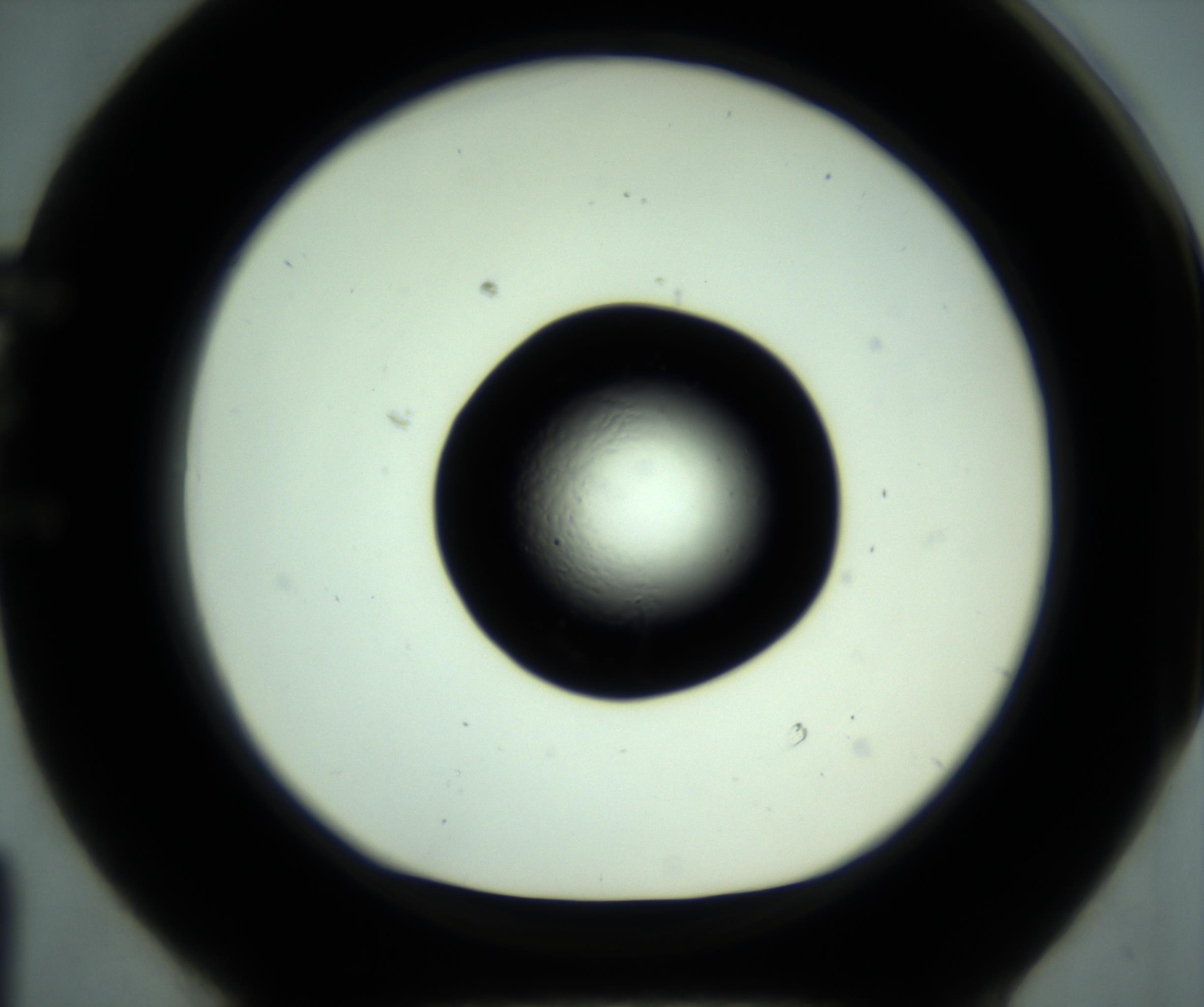 RI01_03_000_0212_Proj1_Clon1_MC_0000MC102881_001_161021_01_05_01_00_98_002_001_RAI.jpg