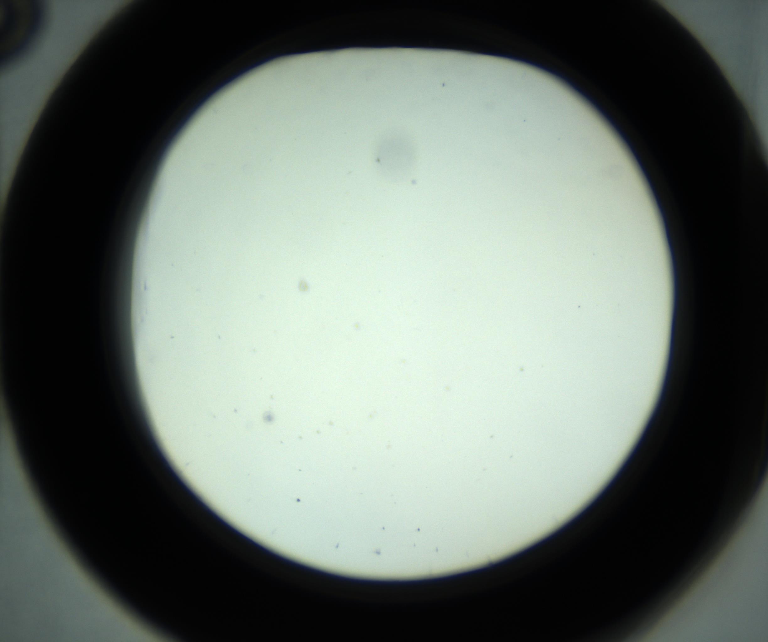 RI01_03_000_0212_Proj1_Clon1_MC_0000MC102881_001_161021_03_05_02_00_98_002_001_RAI.jpg