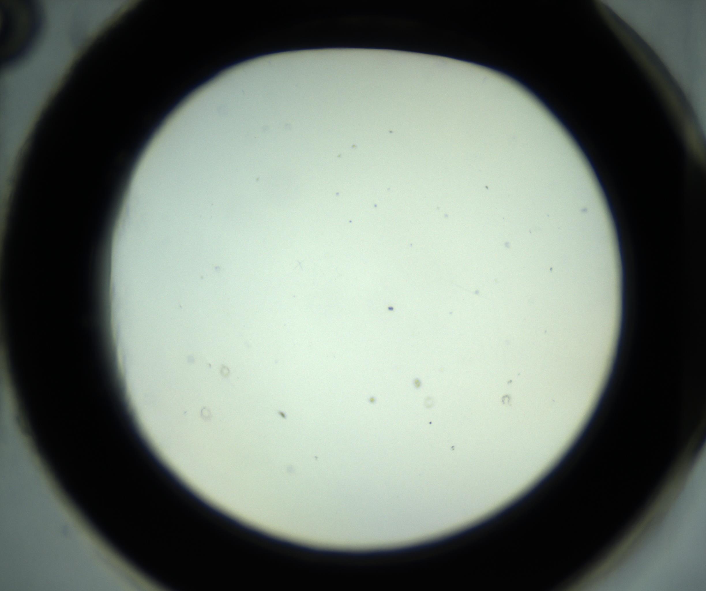 RI01_03_000_0212_Proj1_Clon1_MC_0000MC102881_001_161021_03_08_02_00_98_002_001_RAI.jpg