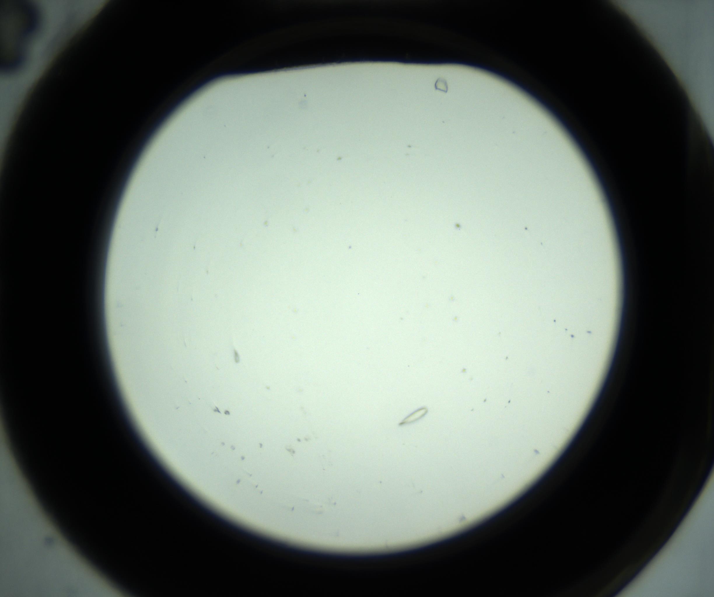 RI01_03_000_0212_Proj1_Clon1_MC_0000MC102881_001_161021_04_01_02_00_98_002_001_RAI.jpg