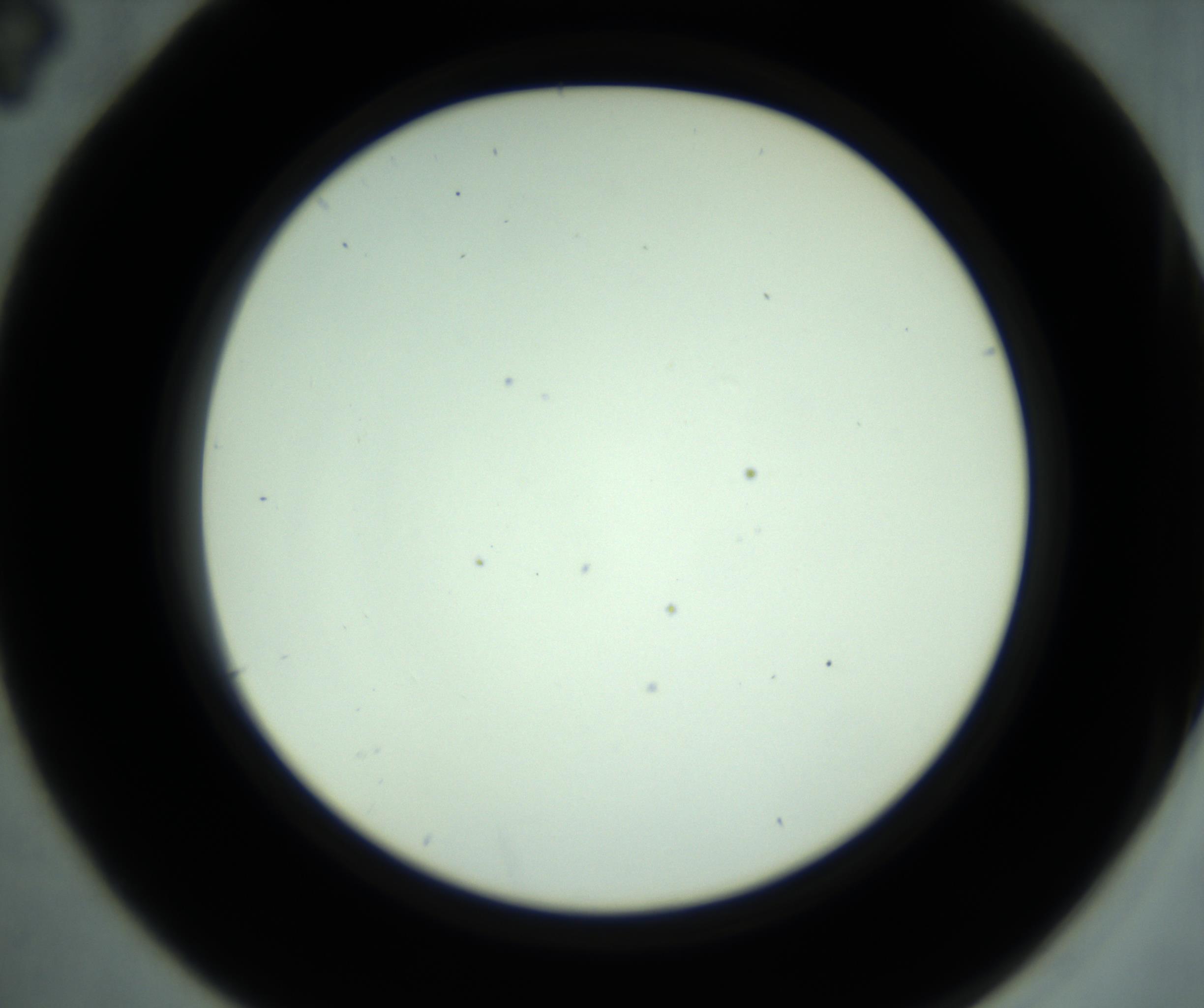 RI01_03_000_0212_Proj1_Clon1_MC_0000MC102881_001_161021_04_02_02_00_98_002_001_RAI.jpg