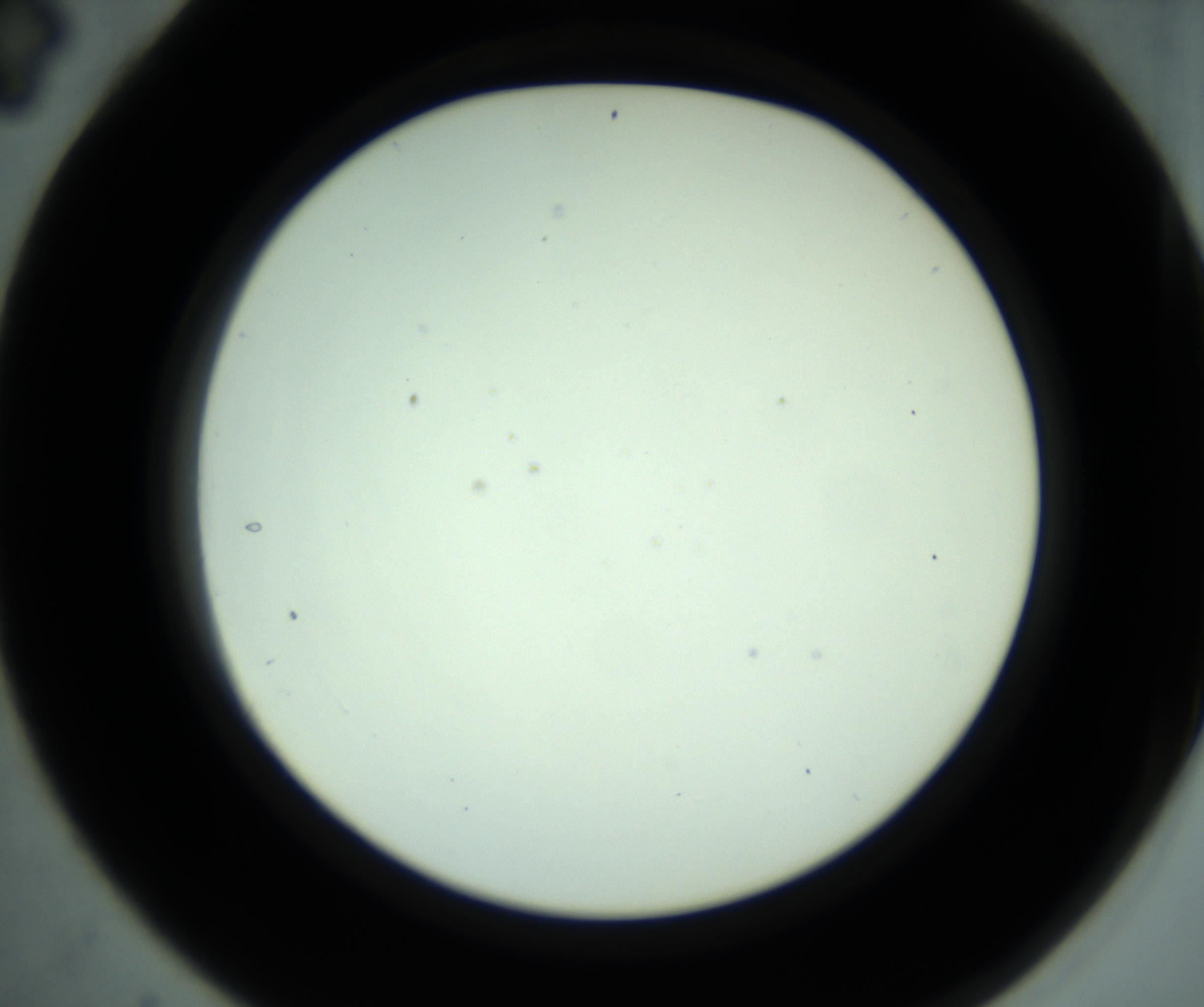 RI01_03_000_0212_Proj1_Clon1_MC_0000MC102881_001_161021_04_03_02_00_98_002_001_RAI.jpg