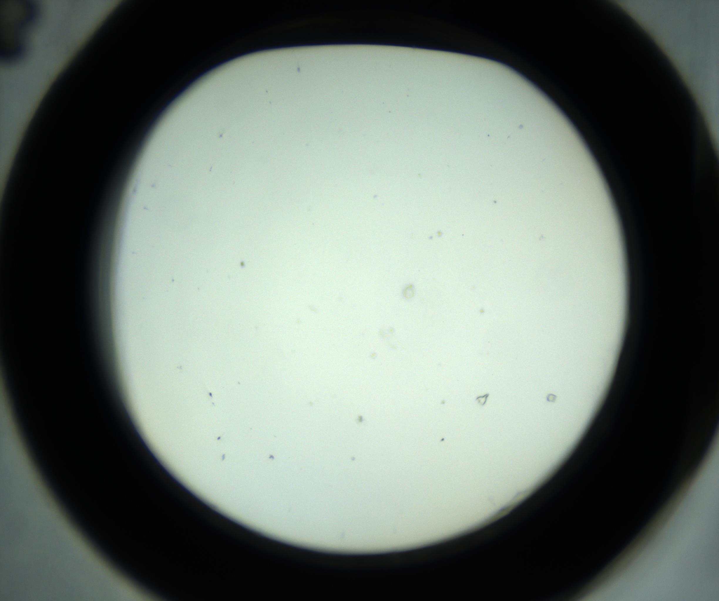 RI01_03_000_0212_Proj1_Clon1_MC_0000MC102881_001_161021_04_05_02_00_98_002_001_RAI.jpg