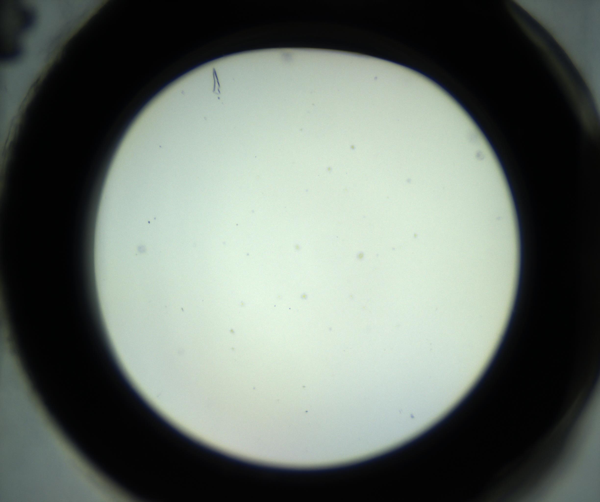 RI01_03_000_0212_Proj1_Clon1_MC_0000MC102881_001_161021_04_08_02_00_98_002_001_RAI.jpg