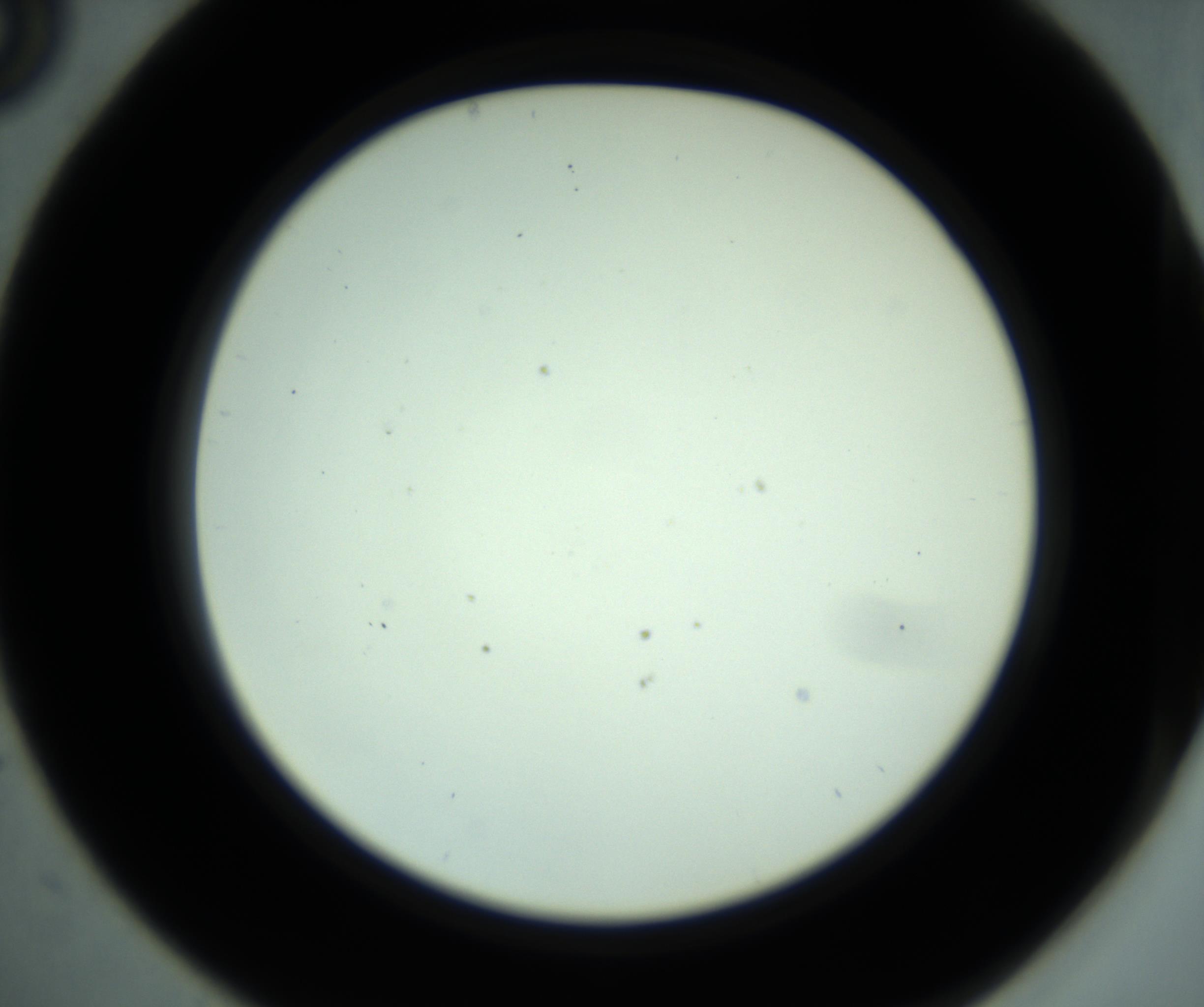 RI01_03_000_0212_Proj1_Clon1_MC_0000MC102881_001_161021_05_03_02_00_98_002_001_RAI.jpg