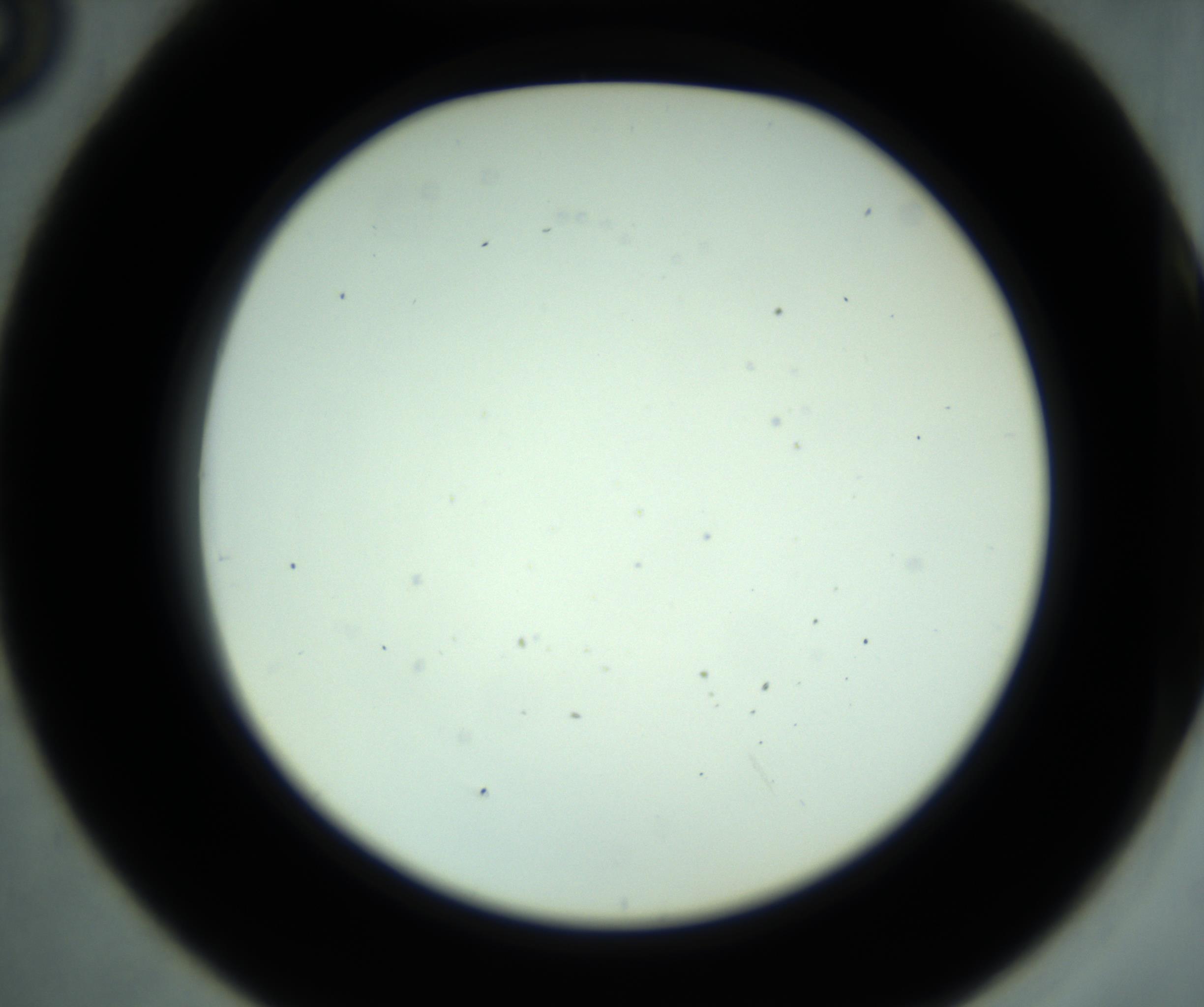RI01_03_000_0212_Proj1_Clon1_MC_0000MC102881_001_161021_05_04_02_00_98_002_001_RAI.jpg