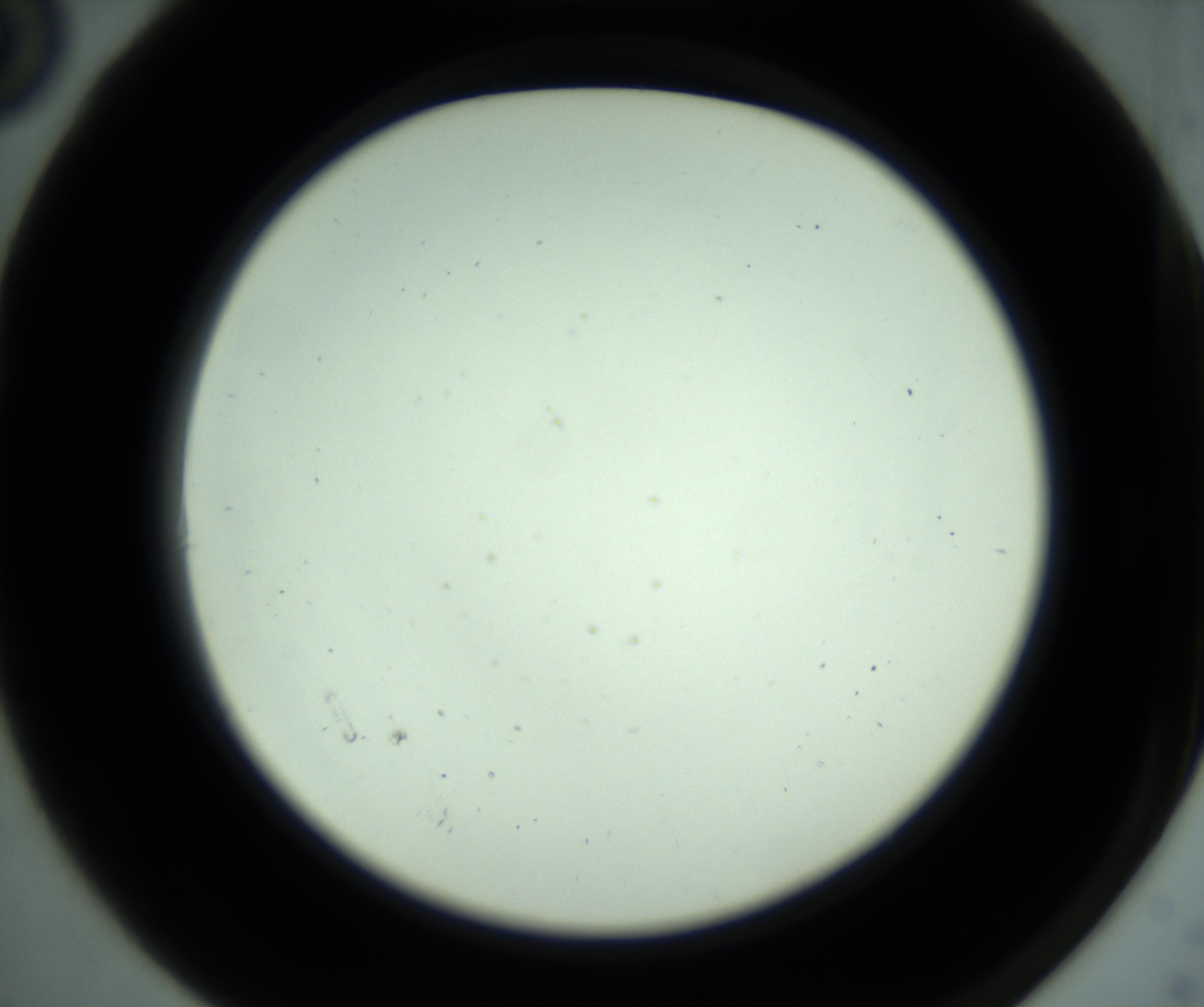 RI01_03_000_0212_Proj1_Clon1_MC_0000MC102881_001_161021_06_01_02_00_98_002_001_RAI.jpg
