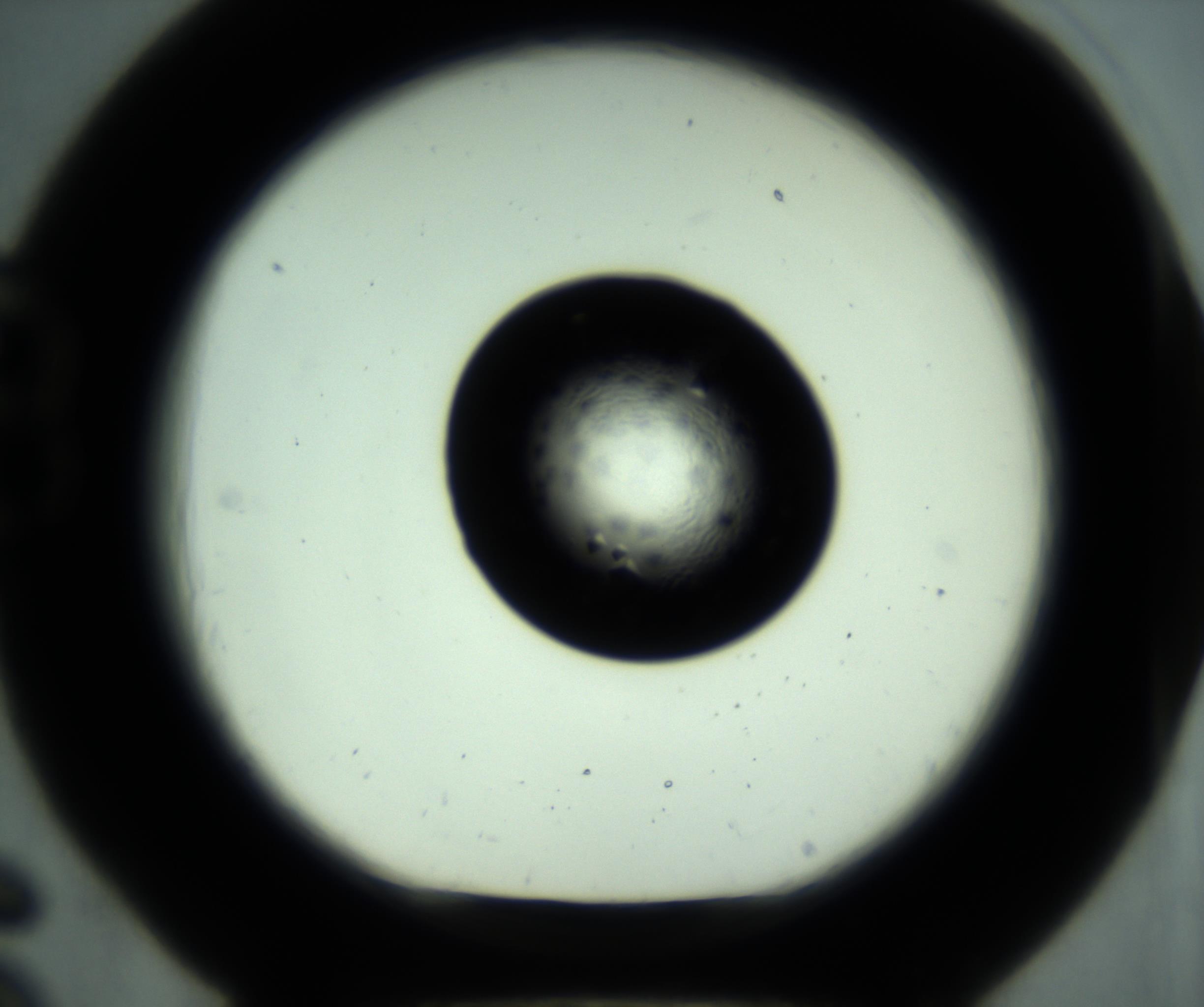 RI01_03_000_0212_Proj1_Clon1_MC_0000MC102881_001_161021_06_02_01_00_98_002_001_RAI.jpg